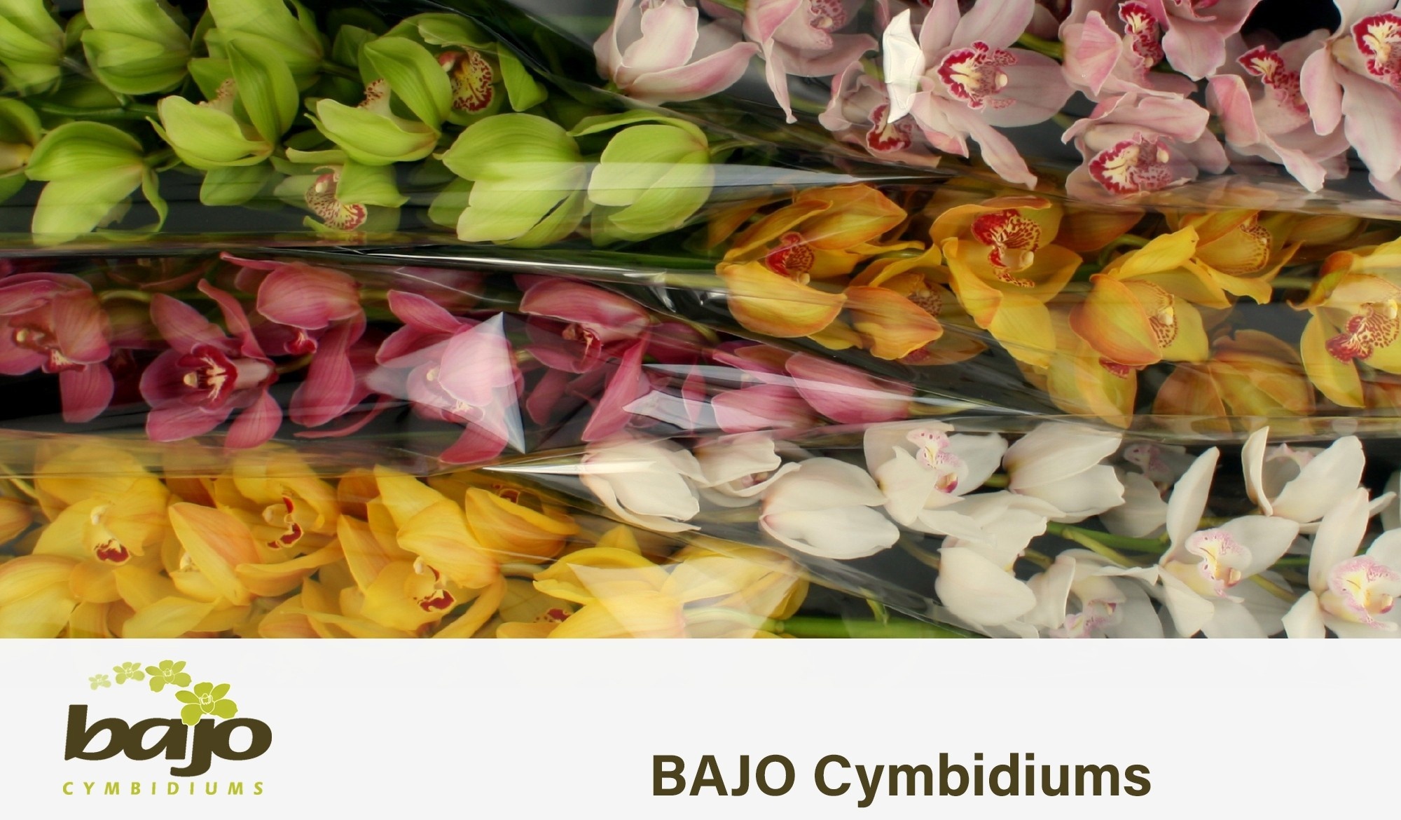 Cymbidium Asst 13bl