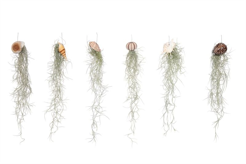 Till Usneoides
