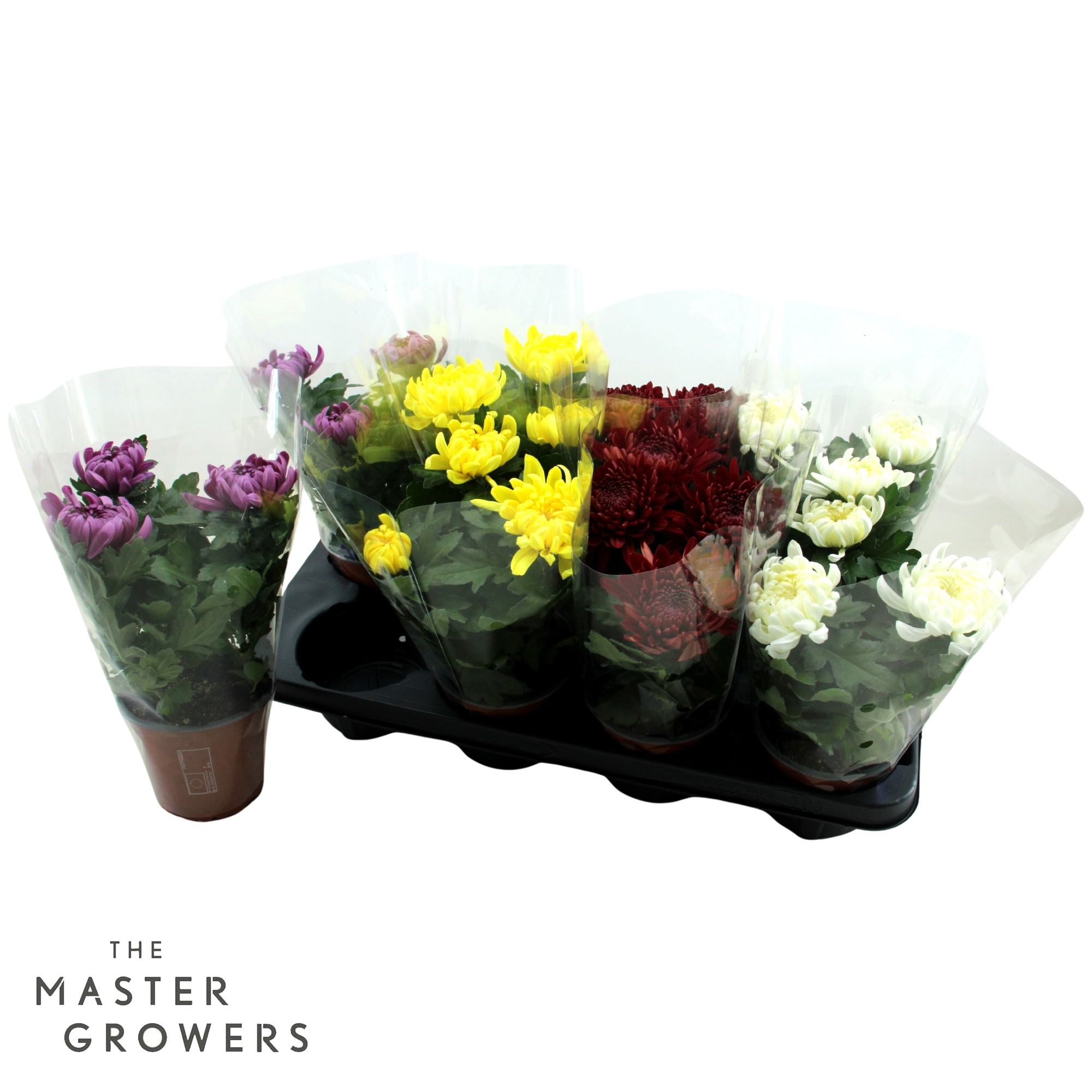 Deco Chrysant Mix 12cm 3pp