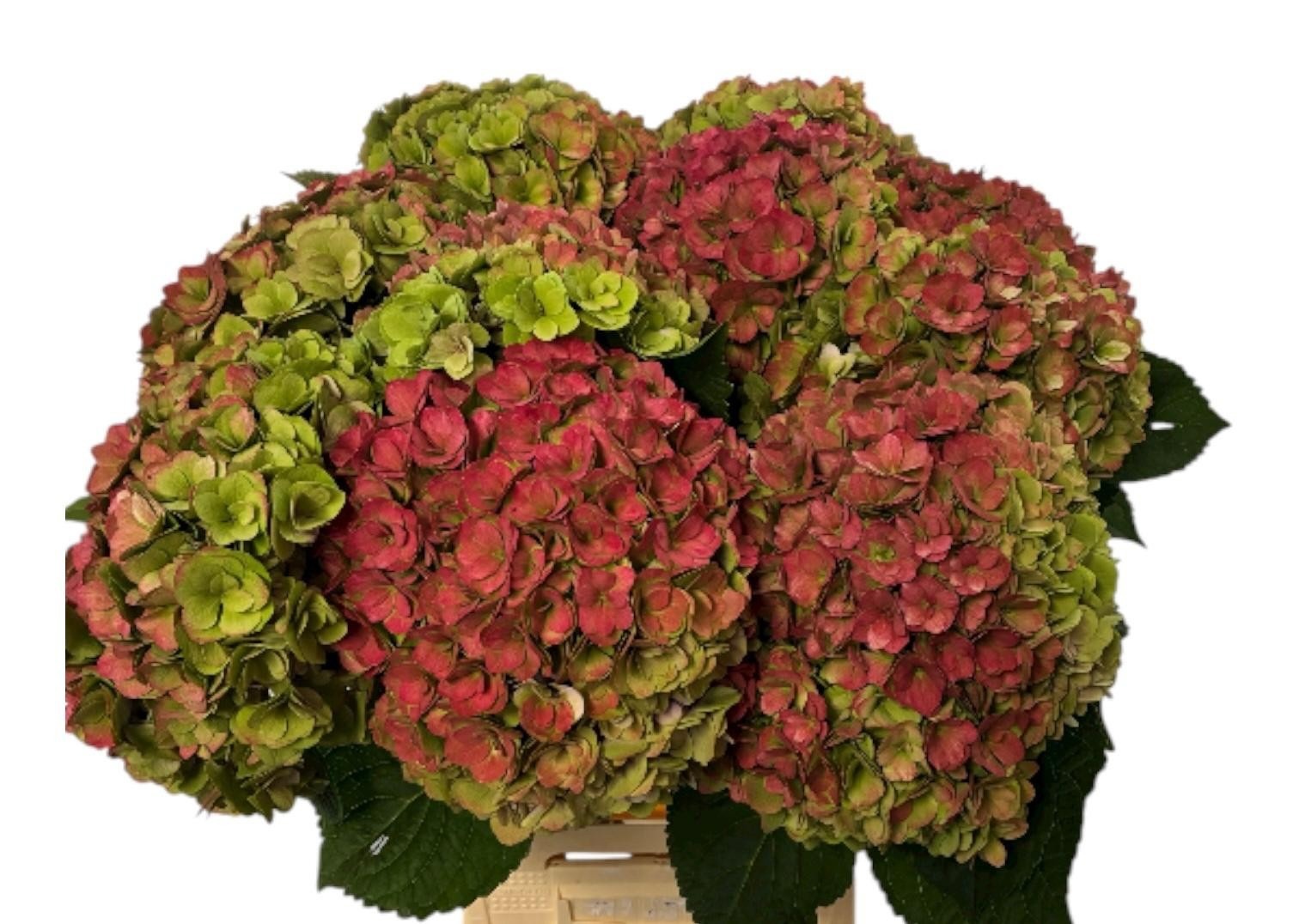 Hydr M Royal Kiss Cl 60cm 20Ø