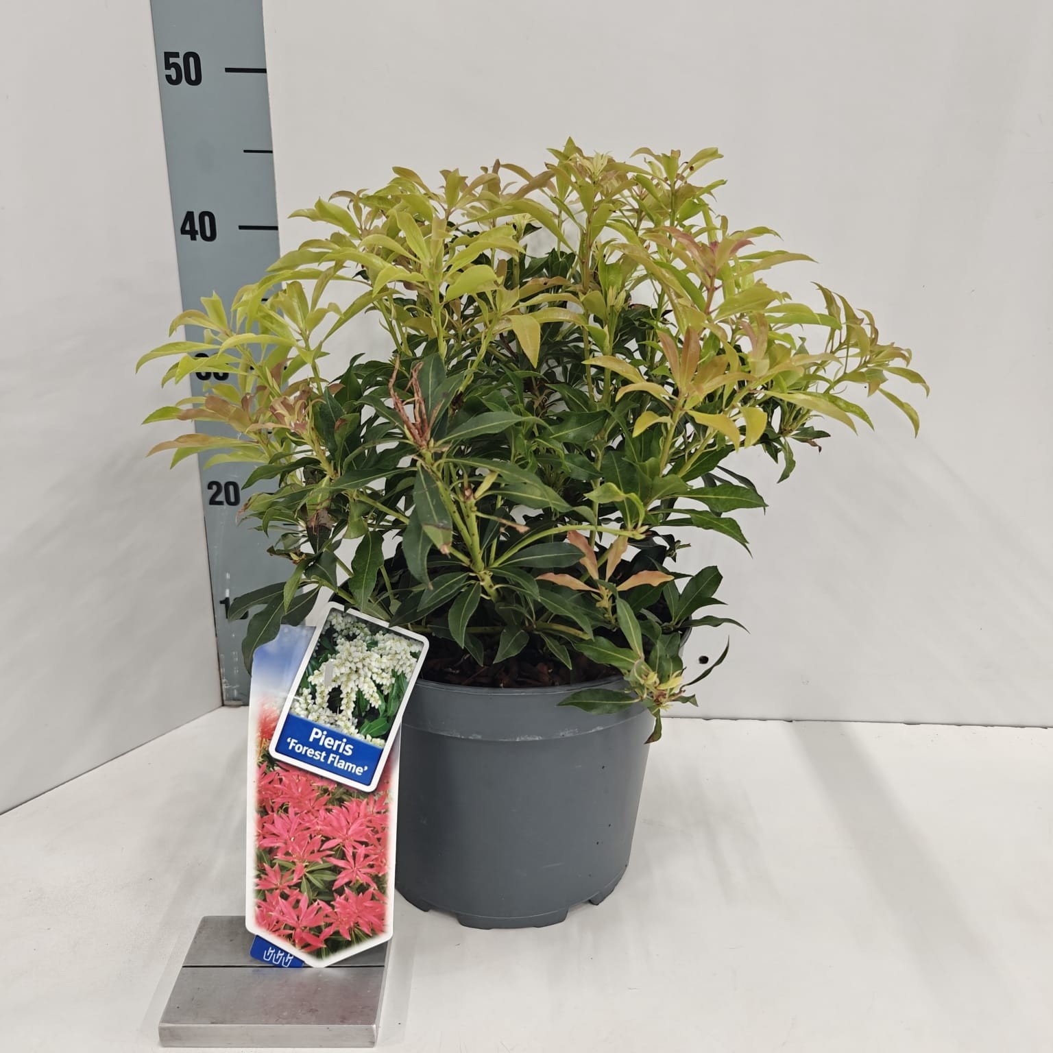Picture of Pieris 'Forest Flame'