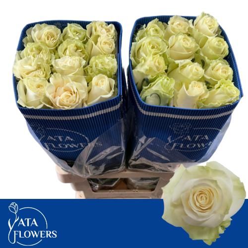 Rosa Mondial 60cm