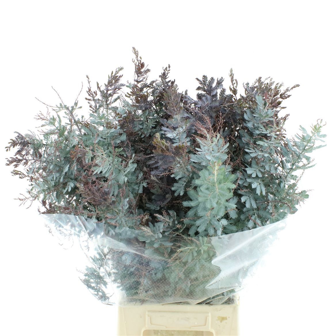 Acacia Baleana Pb 50cm 200gram