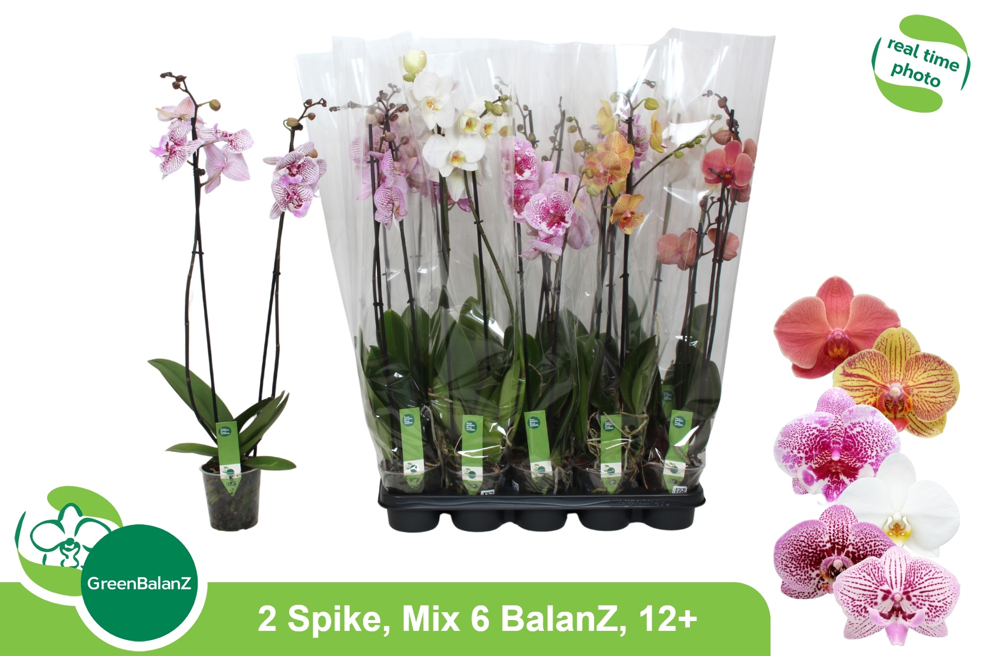 Phal Gem 6 Kl 12P 75H 2TAK 12bloem 23bloei
