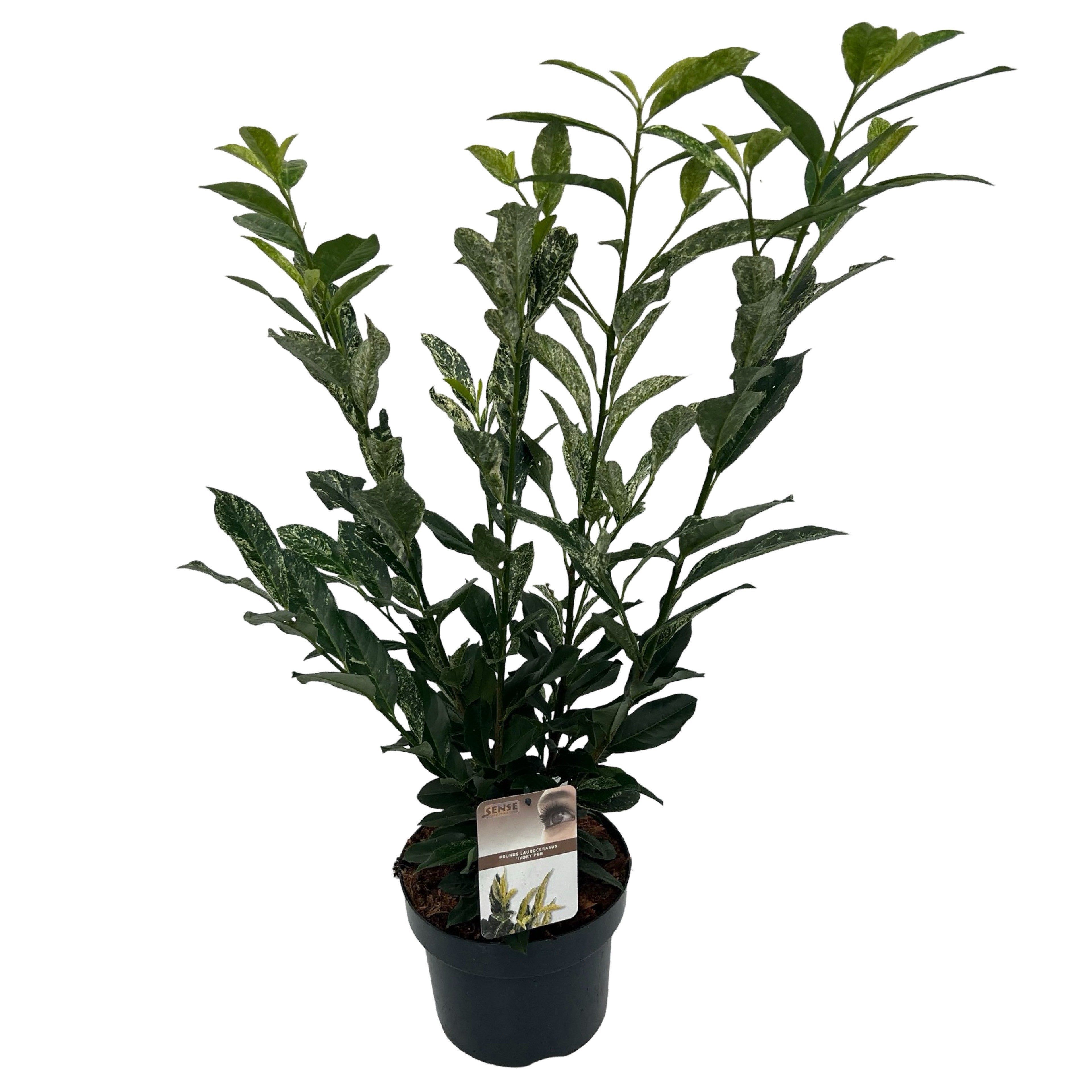 Picture of Prunus laur. Ivory® sense P23 (5 Ltr)