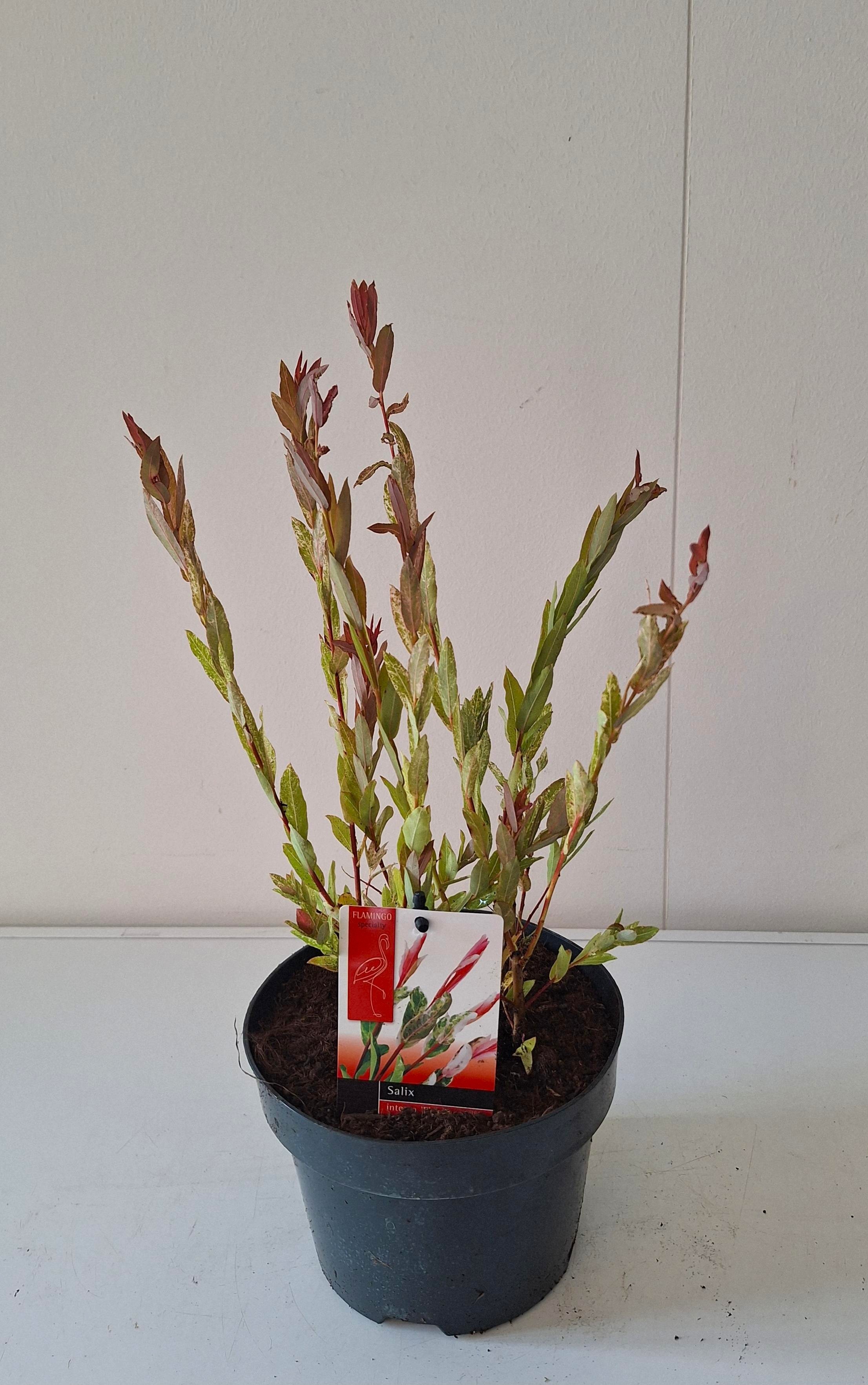 Picture of Salix Flamingo bush p17