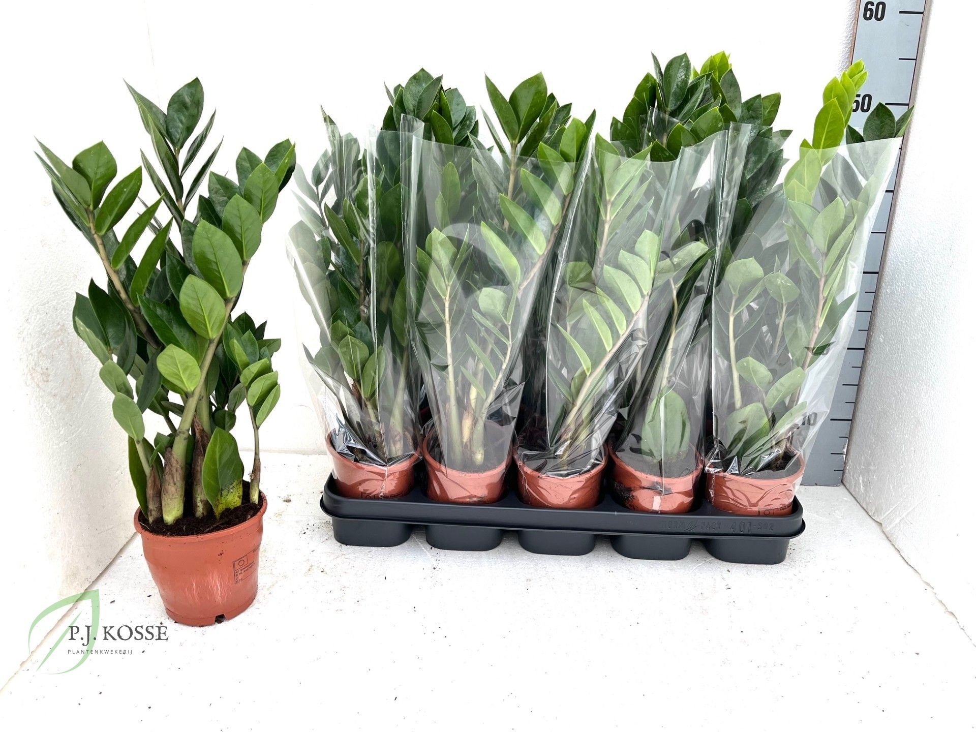 Zamio Zamiifolia 12P 50H 3TAK