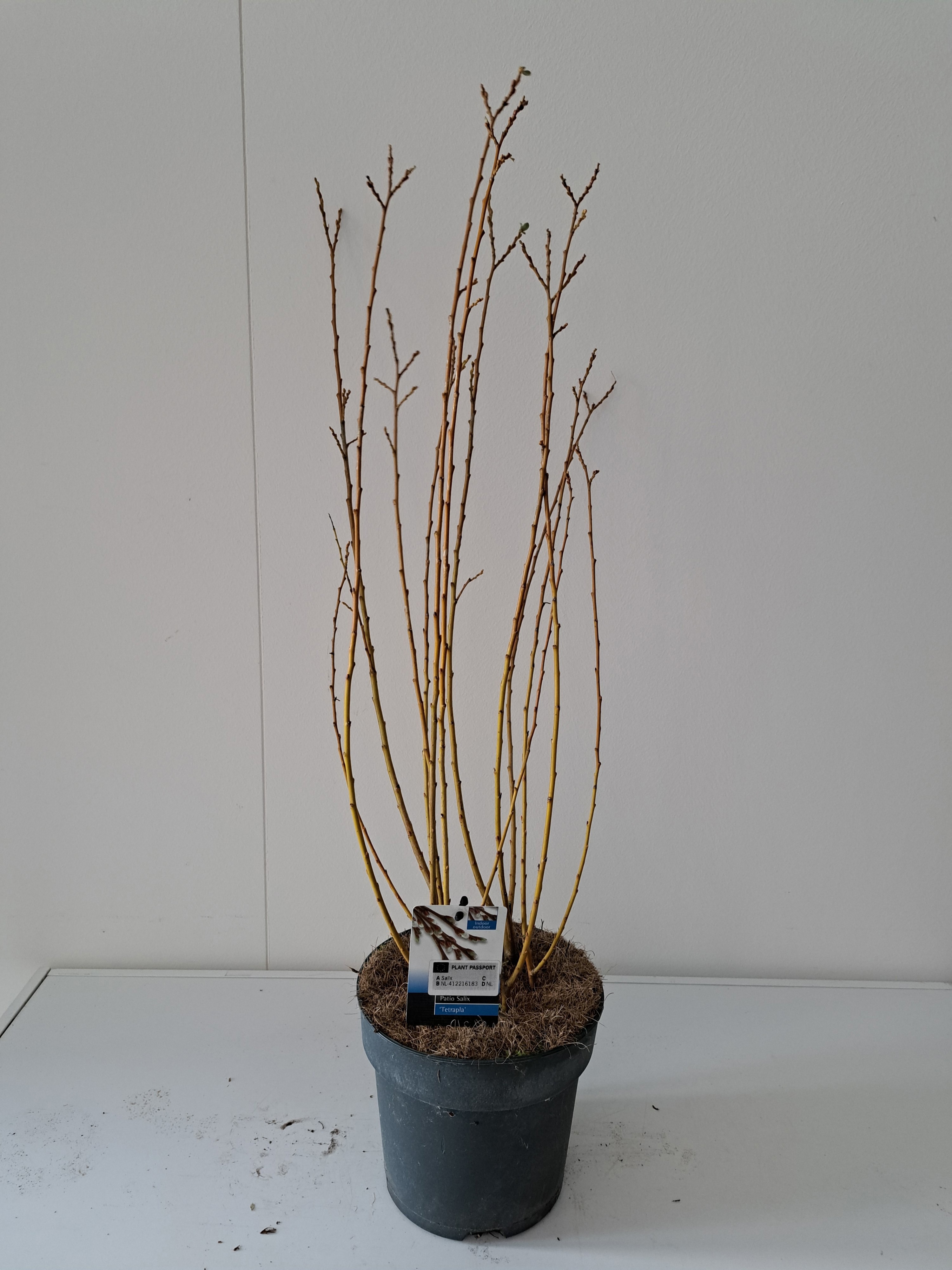 Picture of Salix Tetrapla bush P19