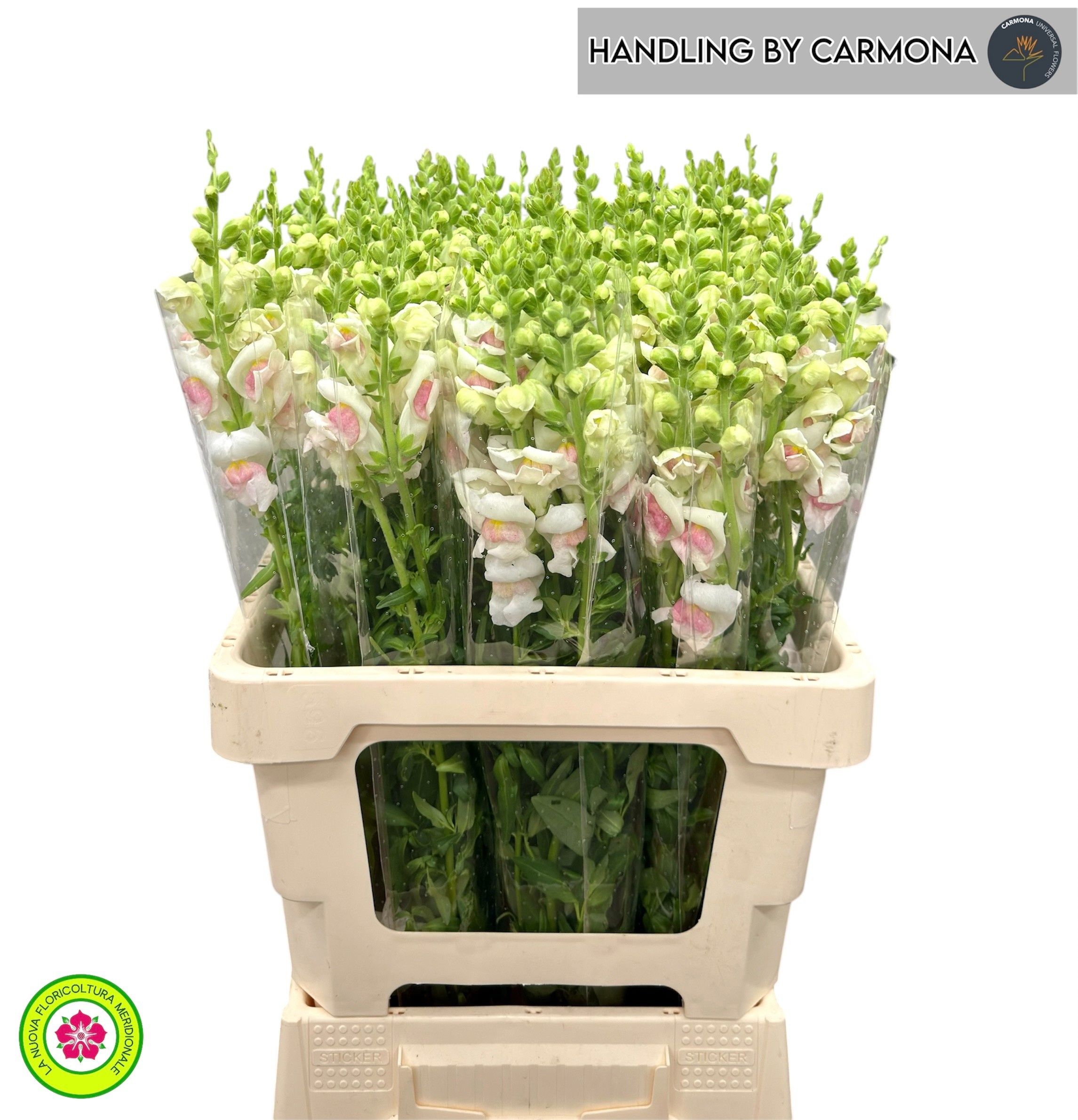 Antirrhinum Poto Early Pink 60cm