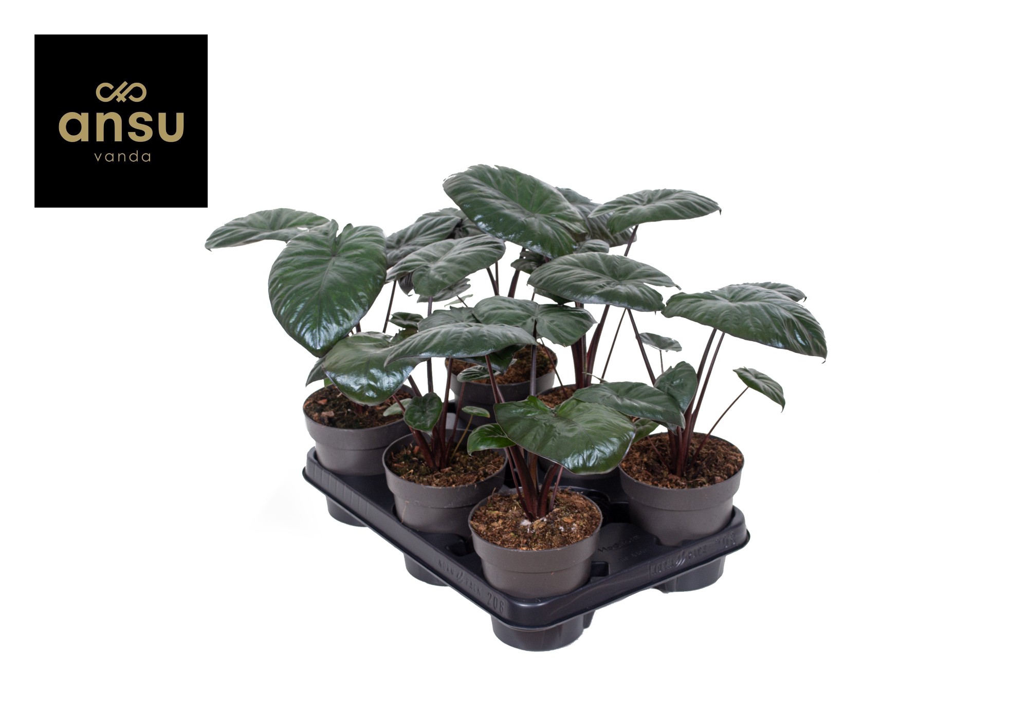 Picture of Alocasia Chocolate Green P12 27cm