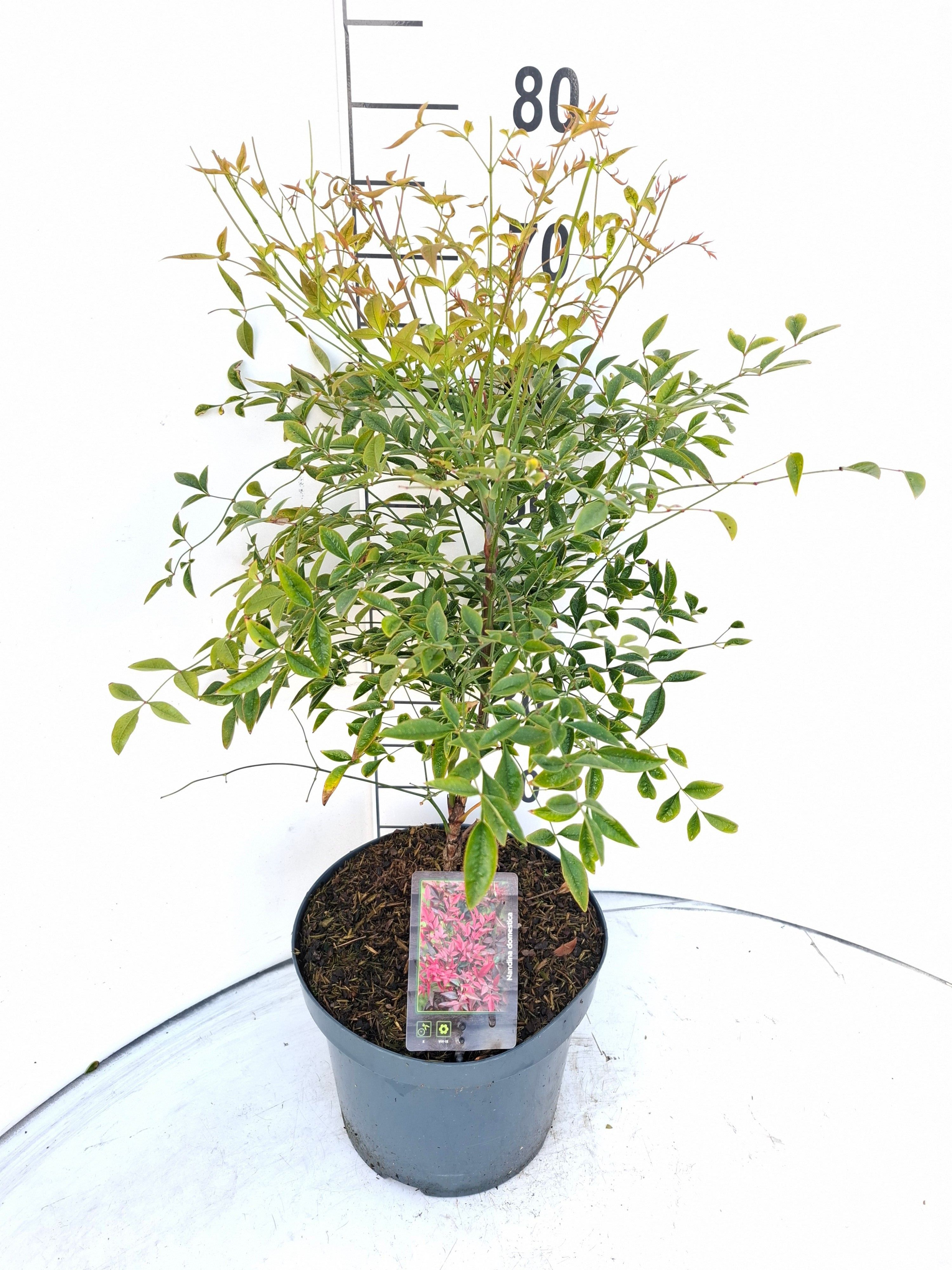 Nandina domestica