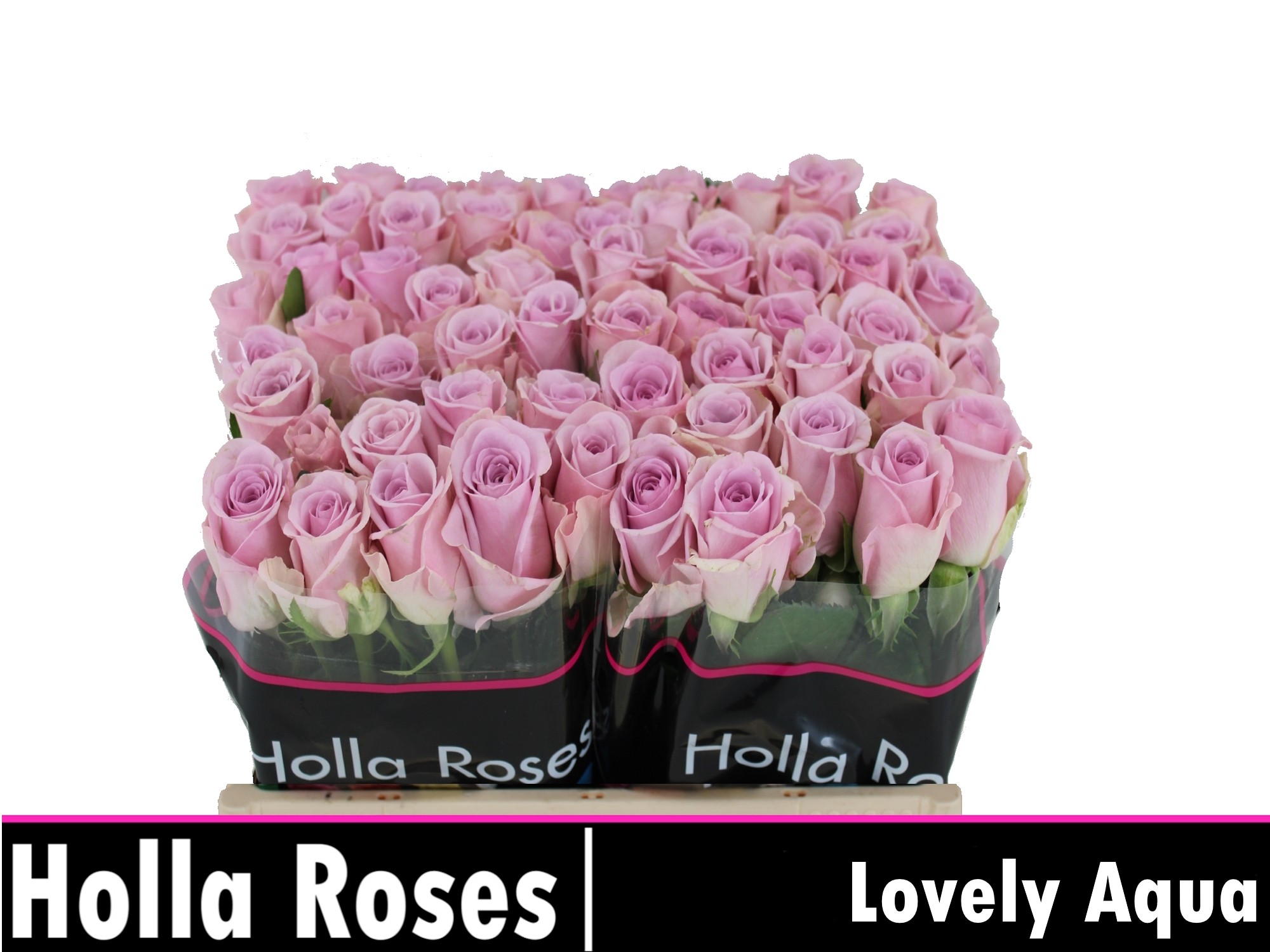 Rosa Lovely Aqua! 35cm