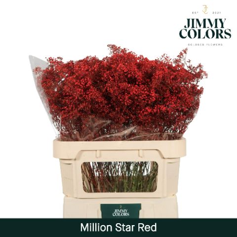 Gyps Million Star L80 Red