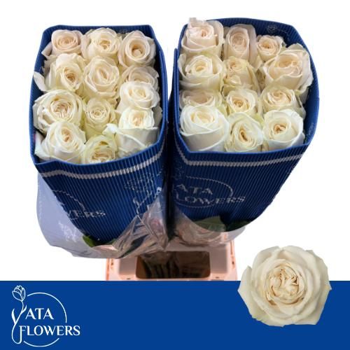 Rosa Playa Blanca 70cm
