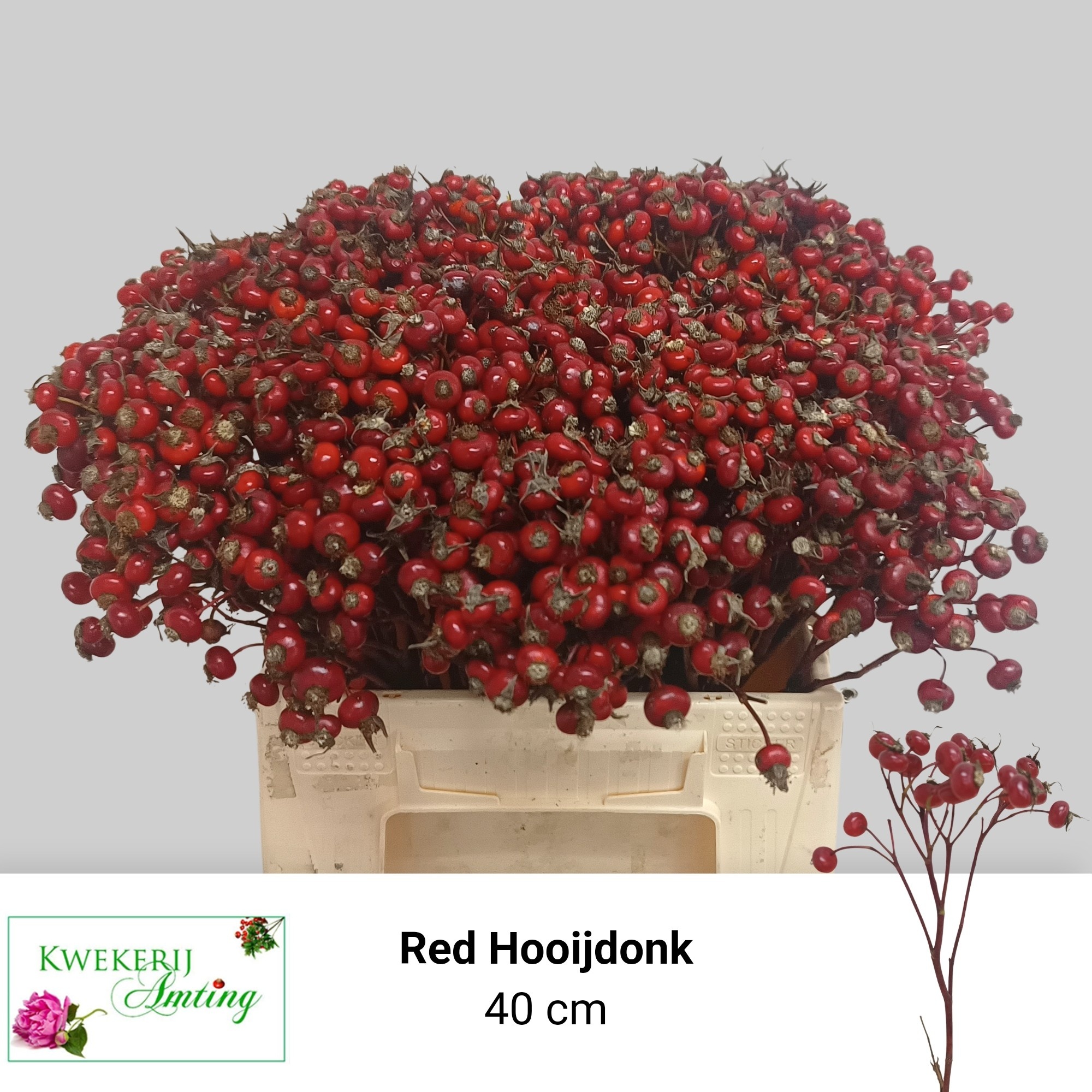Rosa Red Hooijdonk