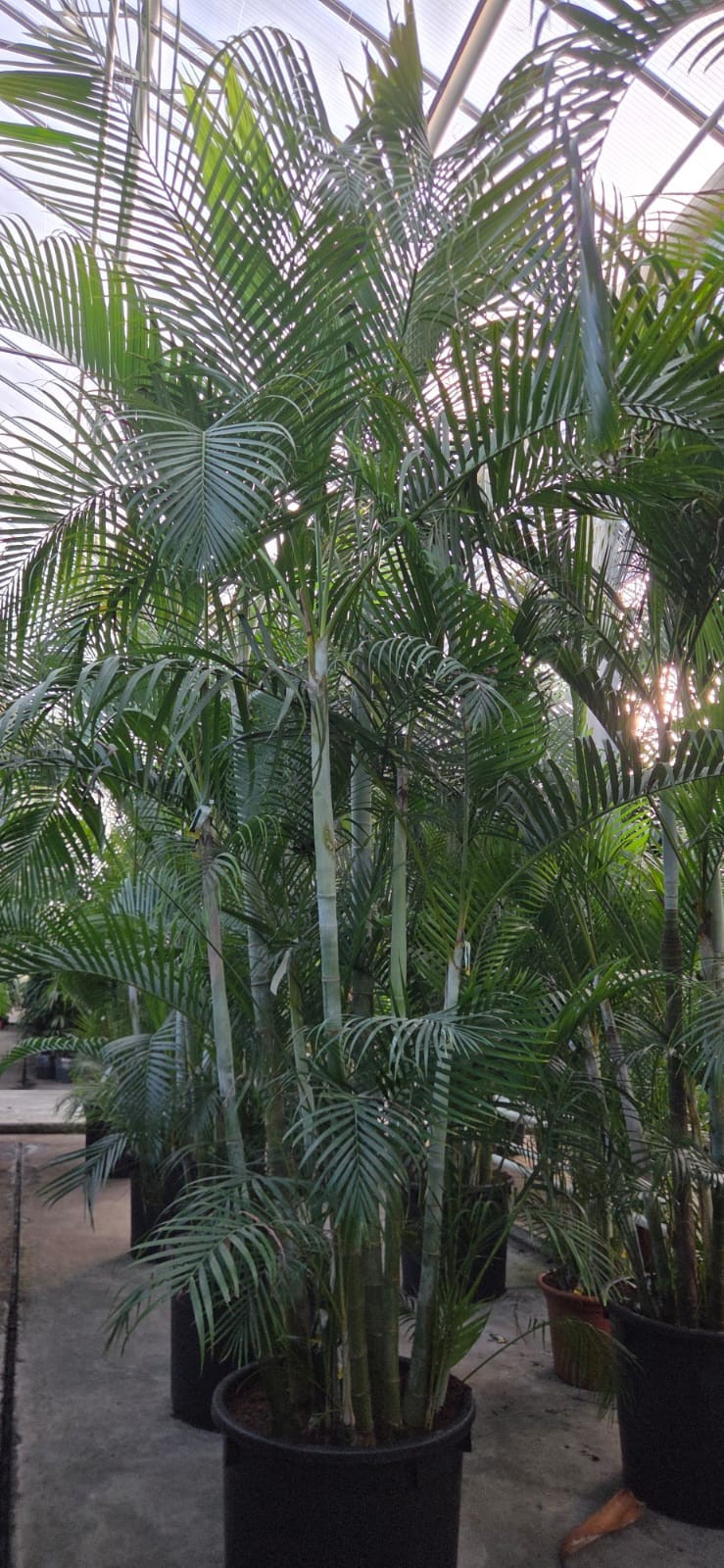 Dypsis Lutescens areca