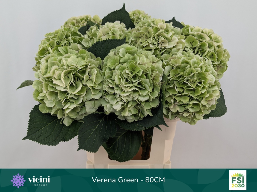 Hydr M Verena Cl