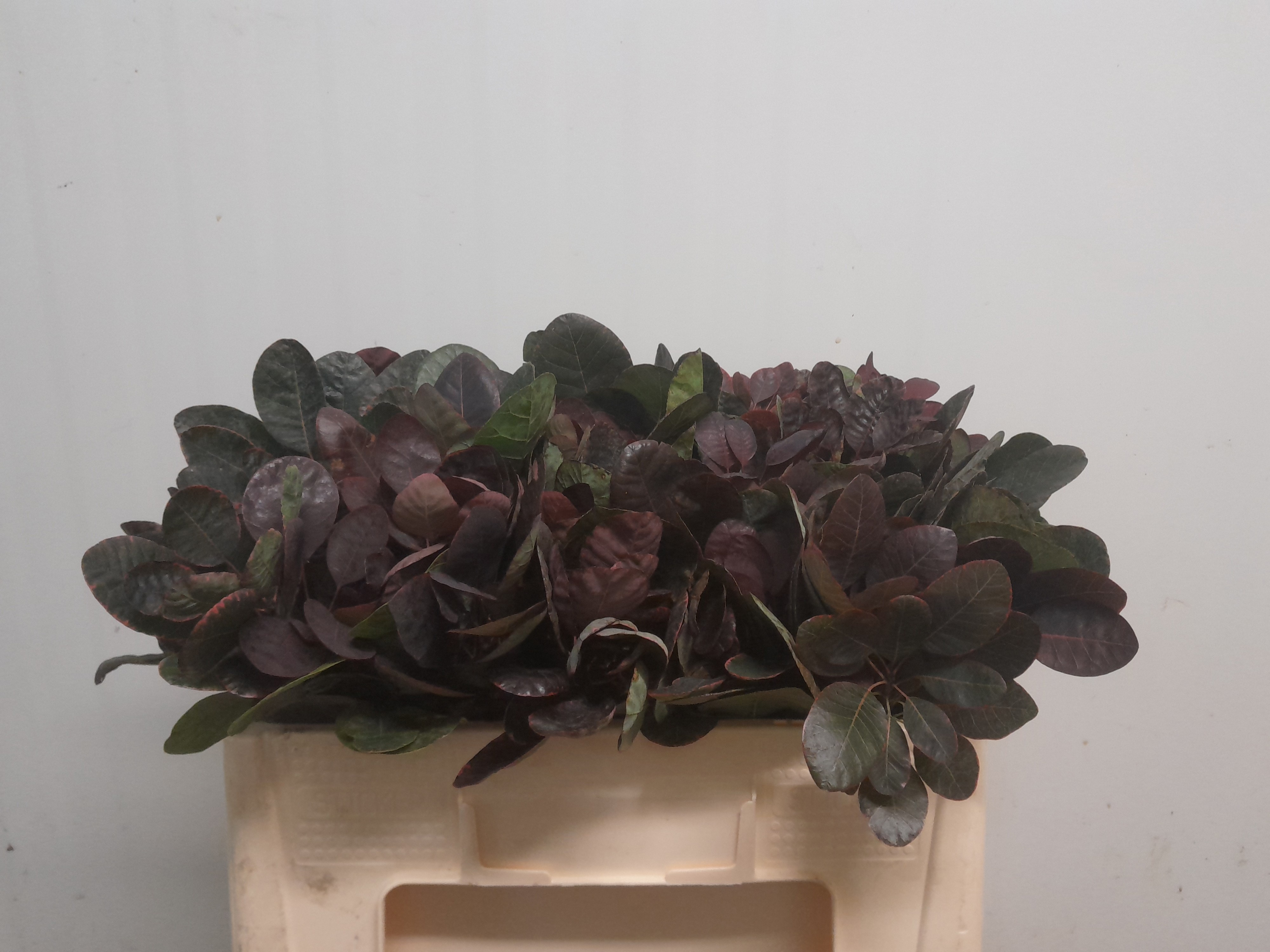 Coti C Royal Purple