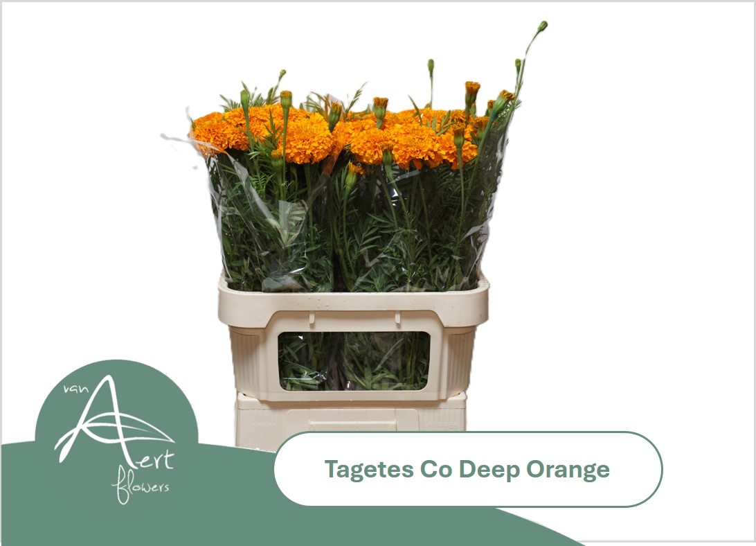 Tage E Co Deep Orang