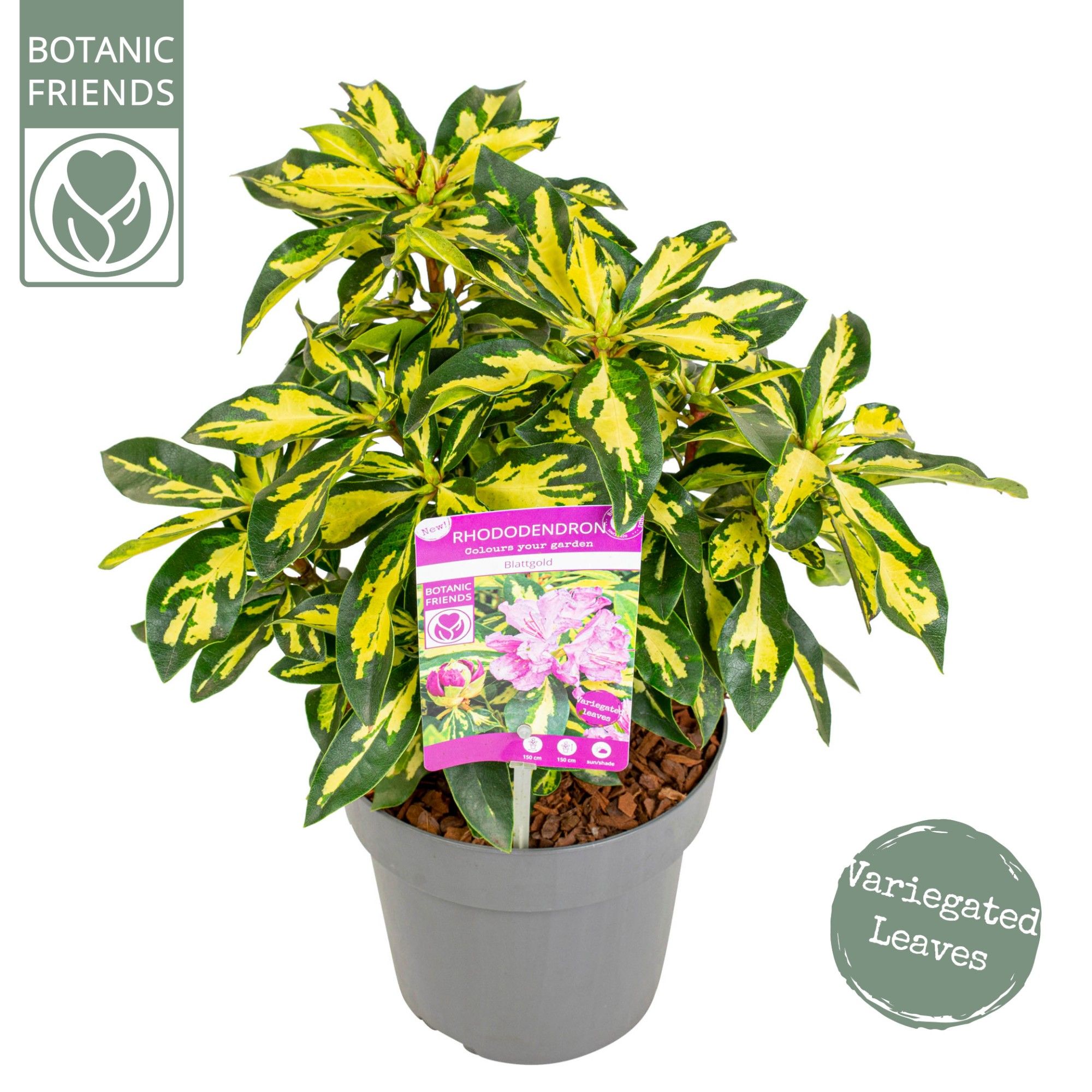 Picture of Rhododendron 'Blattgold' ®