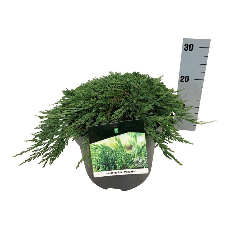 Picture of Juniperus hor. 'Pancake'