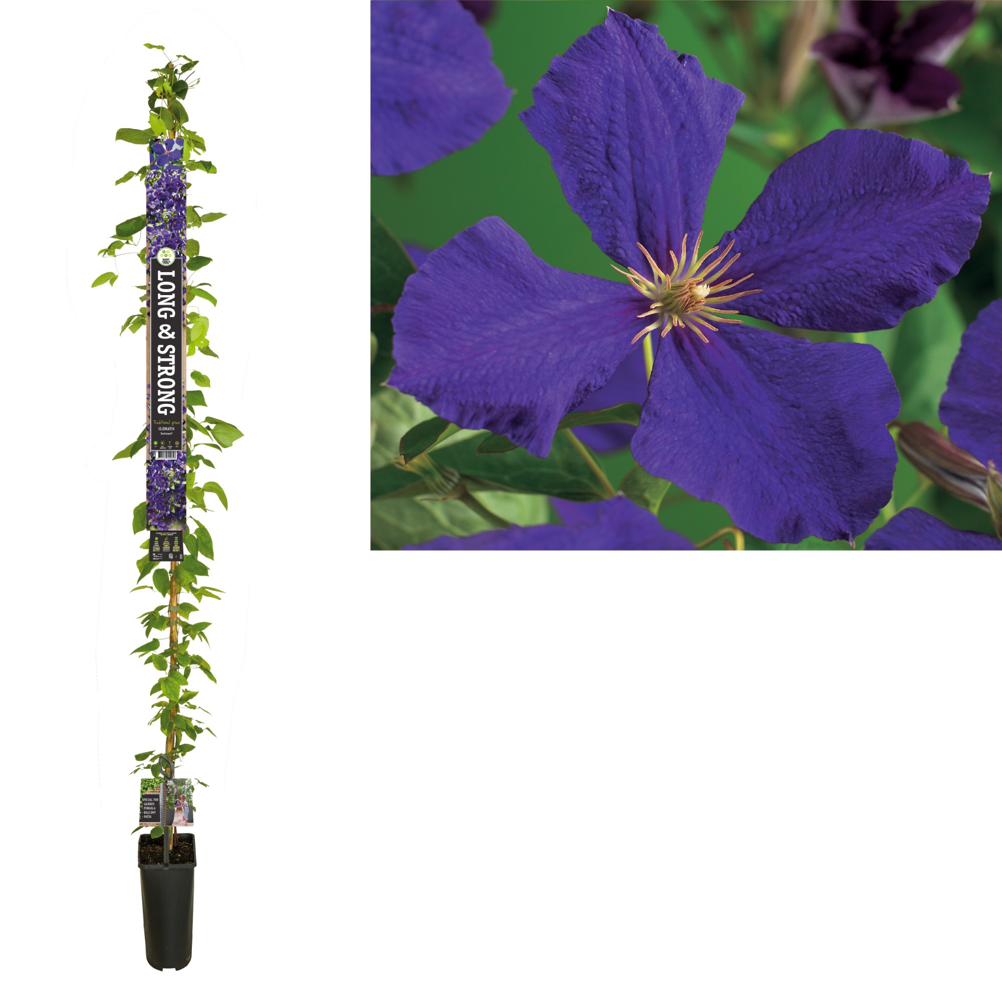 Picture of Clematis Jackmanii +Long & strong label P23 210cm