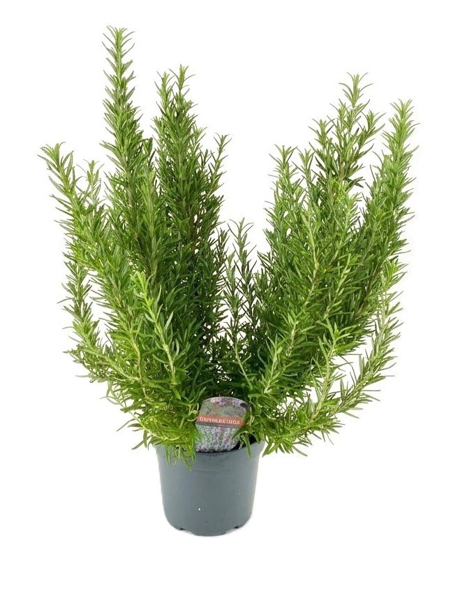 Rosmarinus officinalis