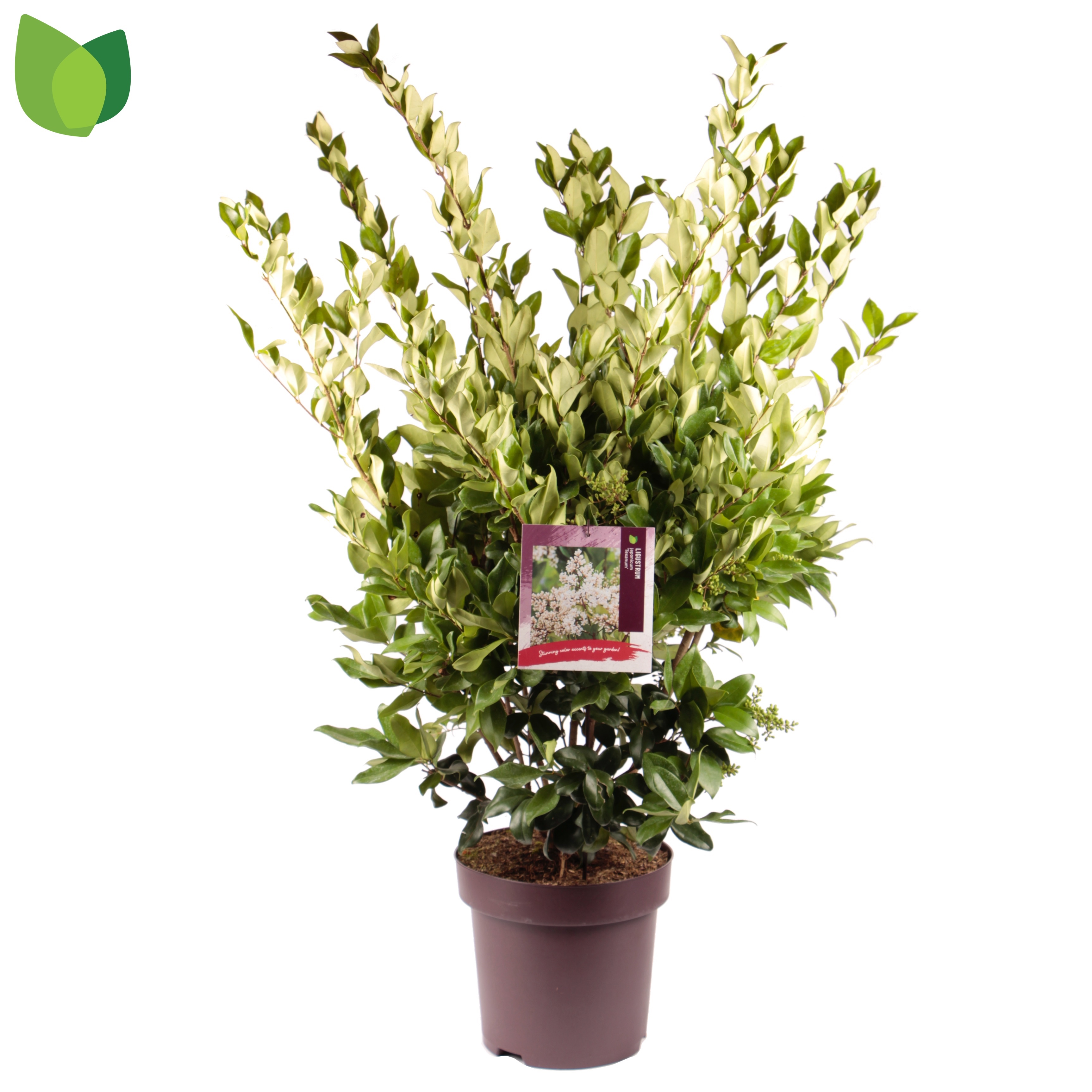 Picture of Ligustrum japonicum Texanum P32 (15 Ltr) (LOOSE)