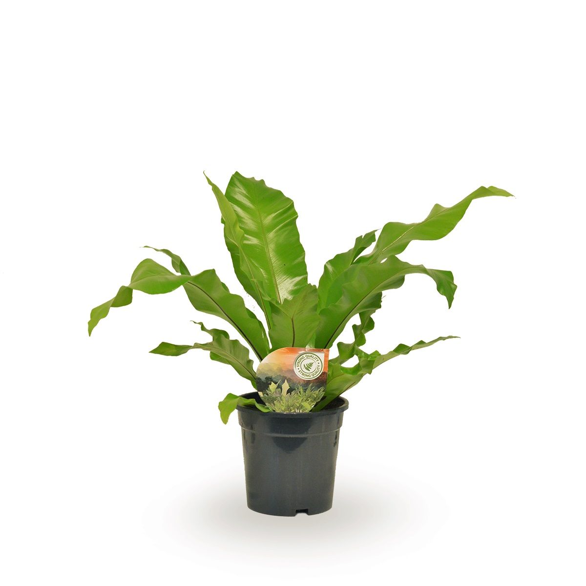 Asplenium nidus