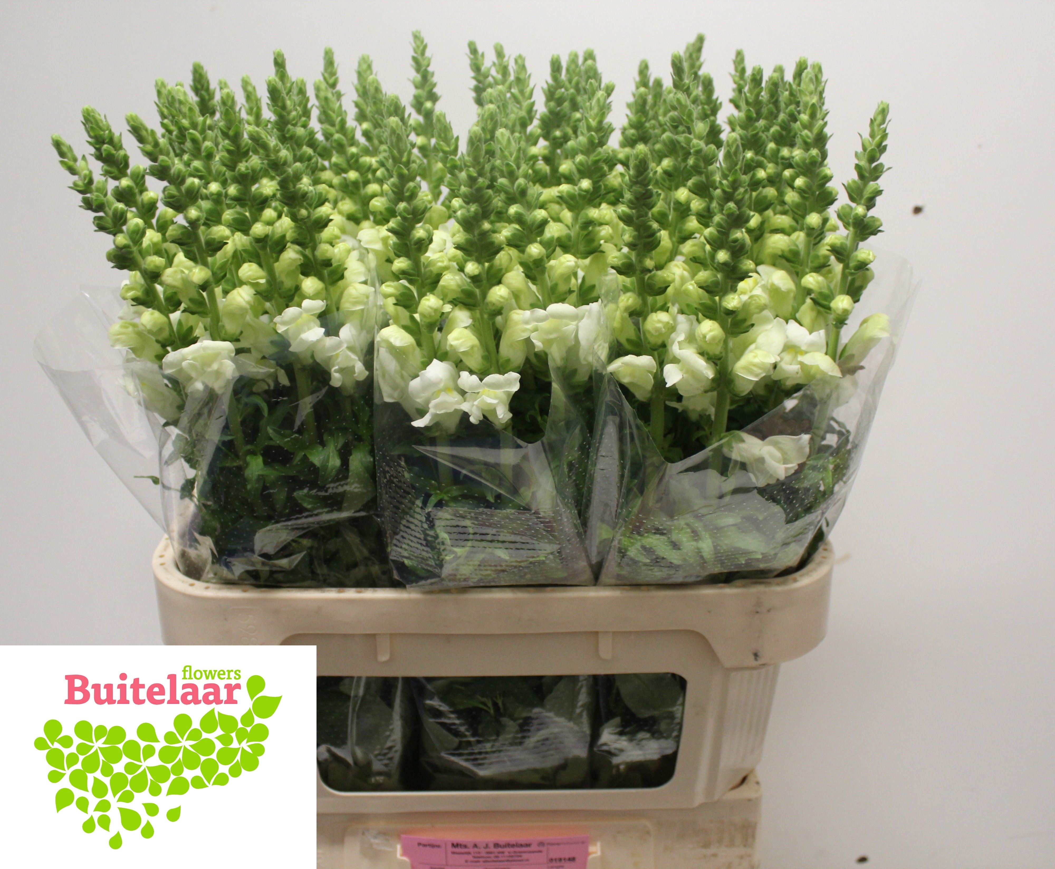 Antirrhinum Poto Ivory Wh 80cm
