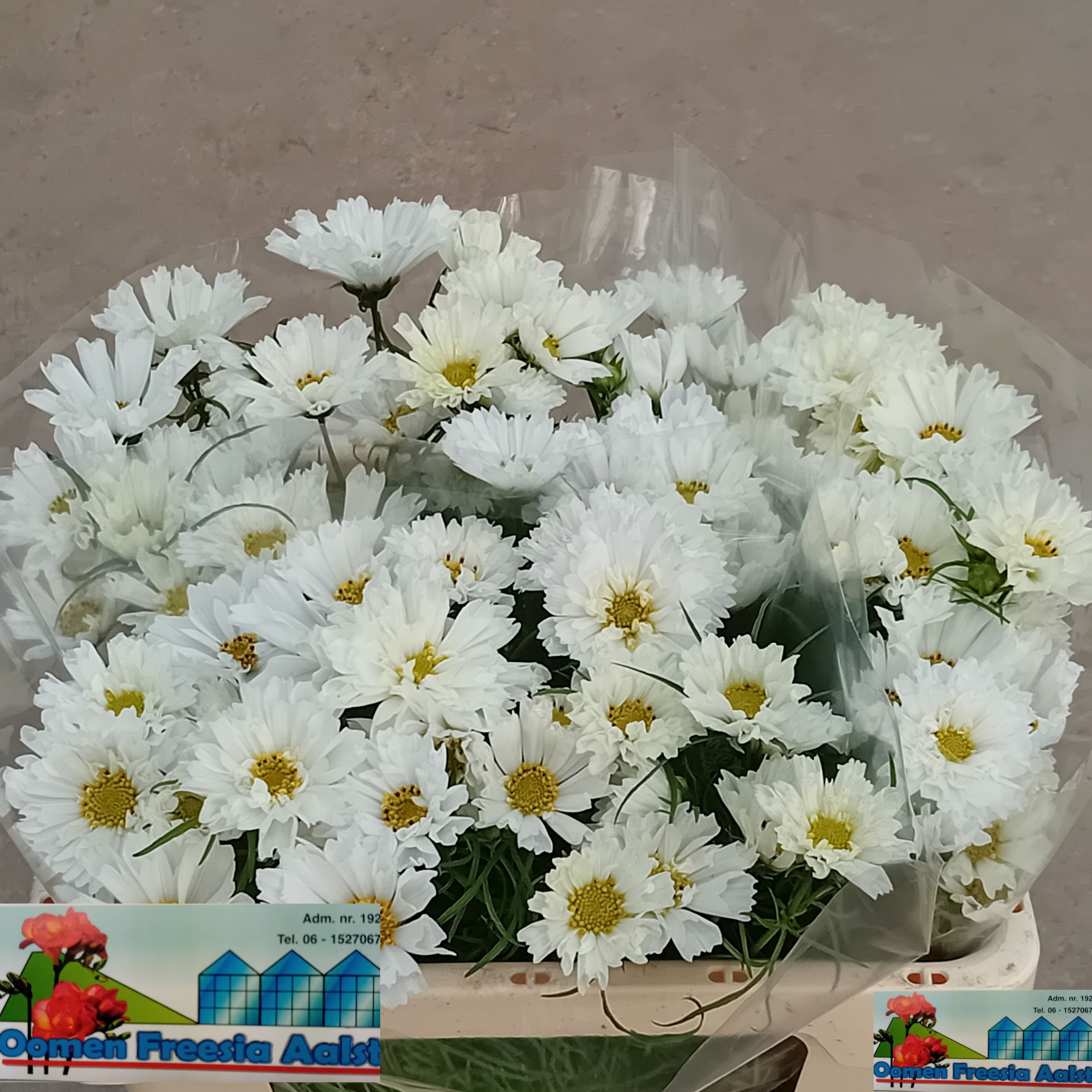 Cosmos Bipinnatus 60cm
