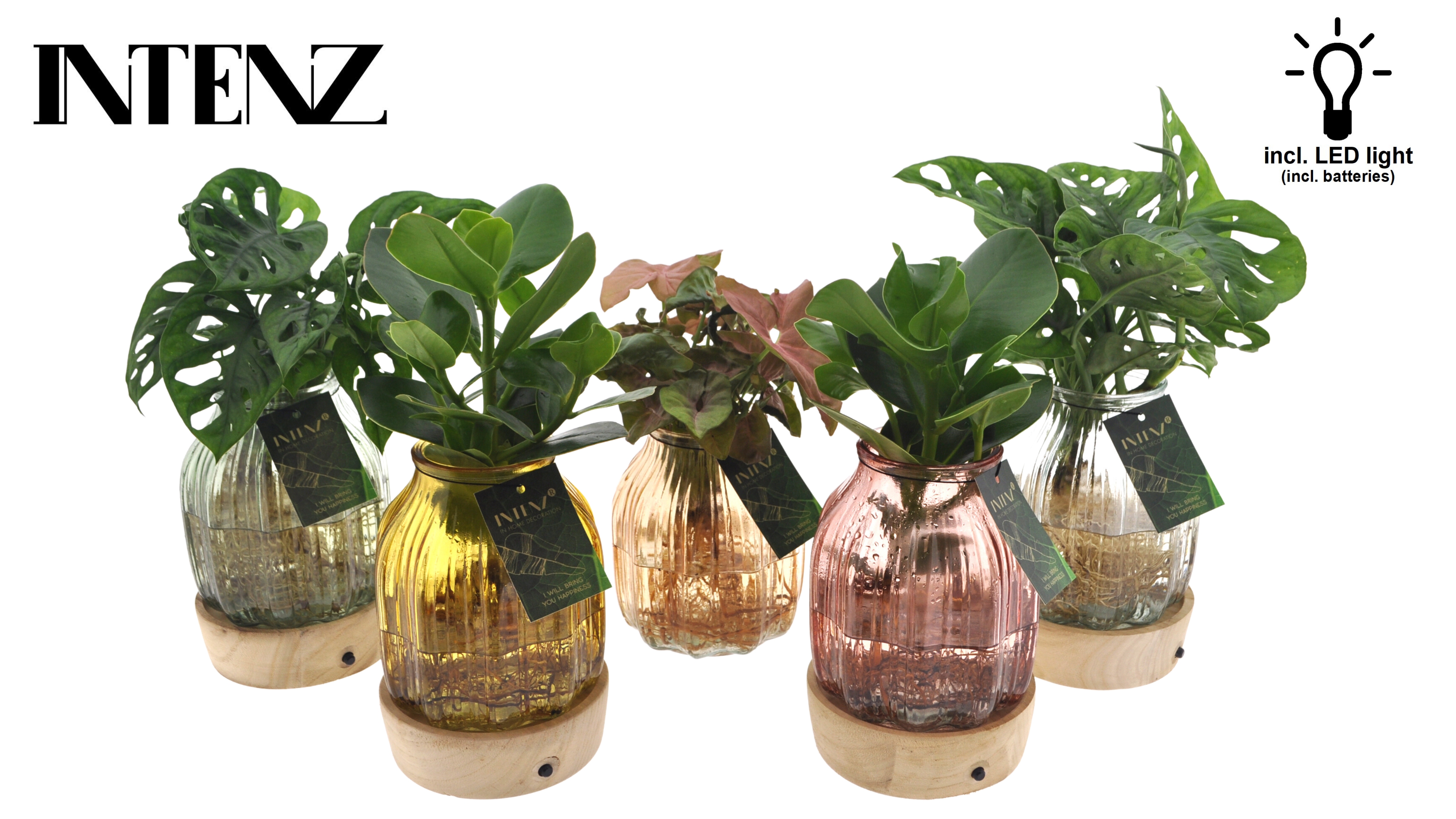 Picture of Hydroponic Intenz varieties in Florence glass + LED P12 30CM