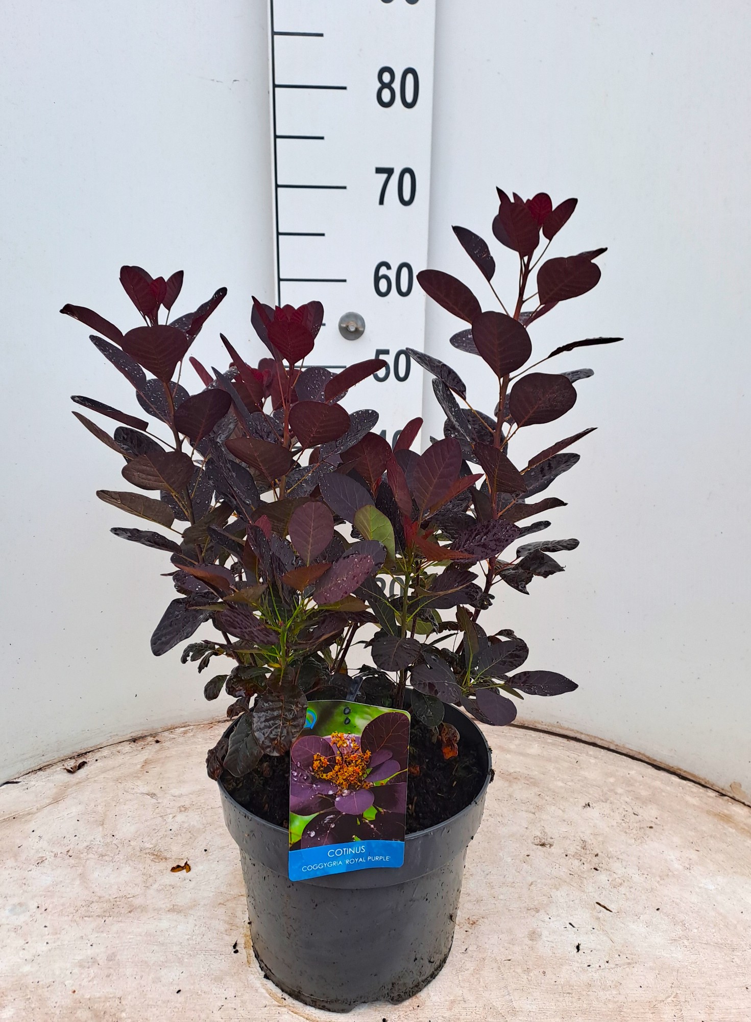 Picture of Cotinus cogg. Royal Purple P26 (7.5 Ltr) (LOOSE)