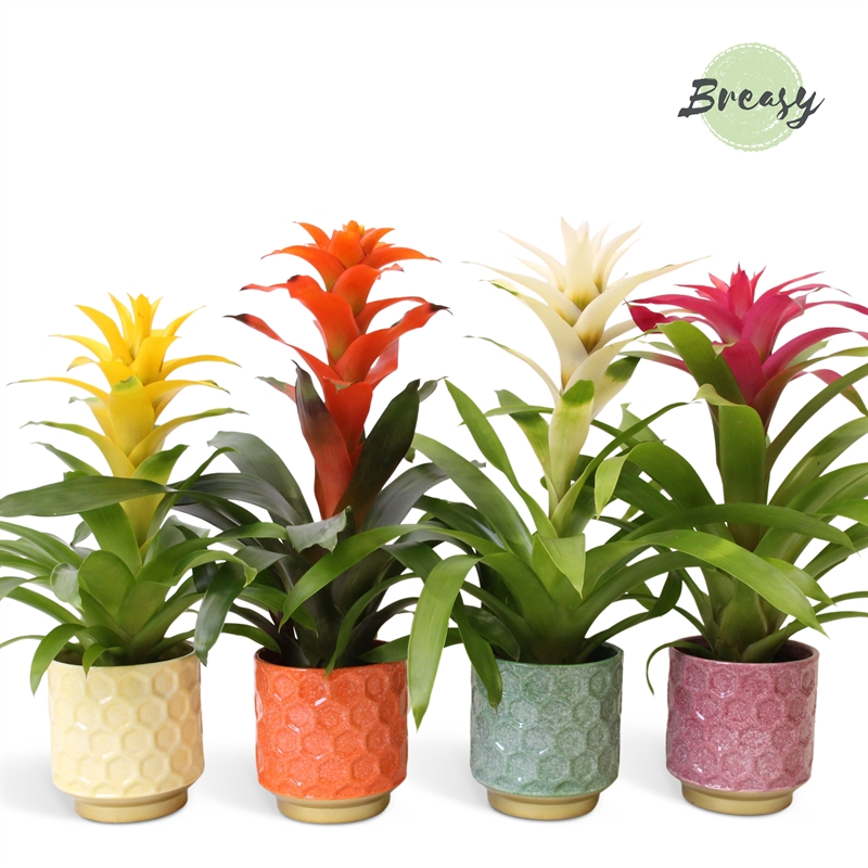 Picture of Guzmania Cupcake Havana P13 45cm