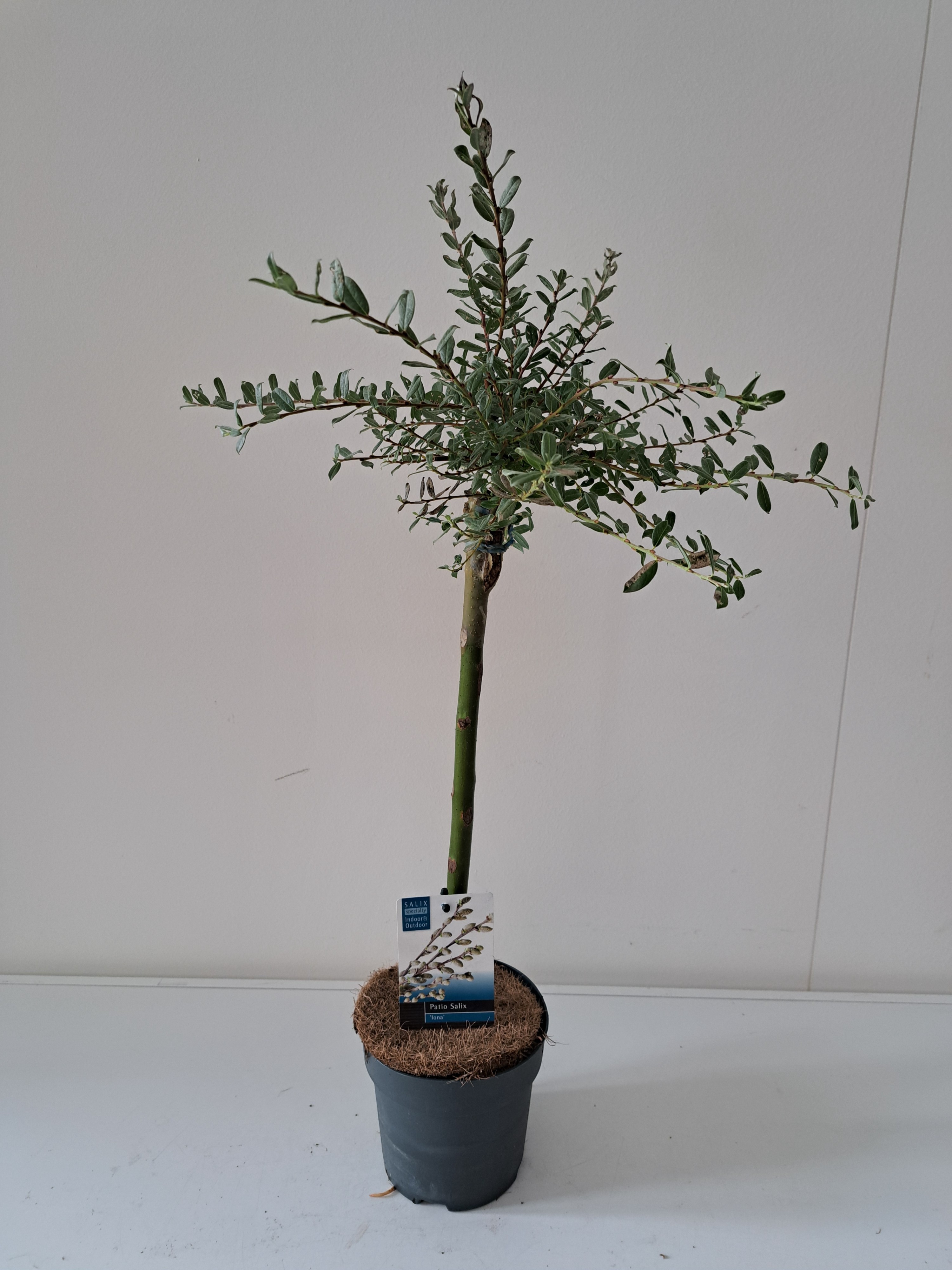 Picture of Salix Iona stam 40