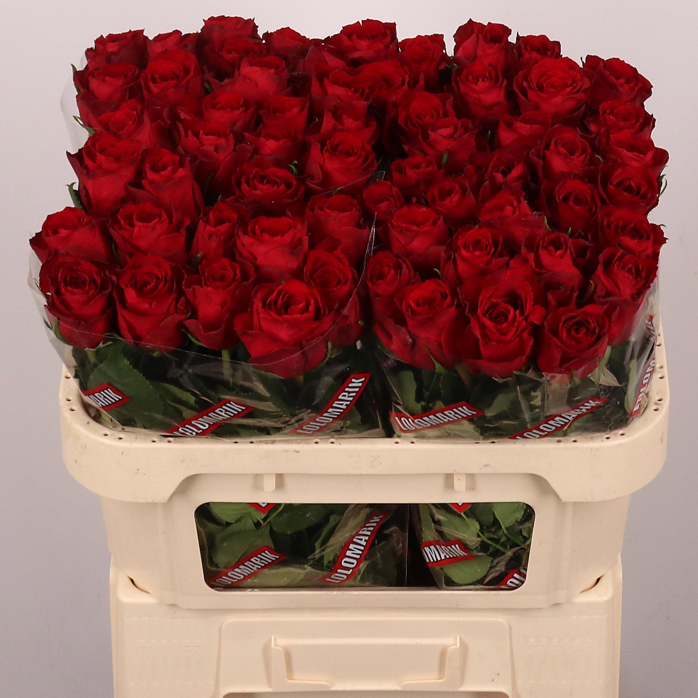 Rosa Madam Red 70cm