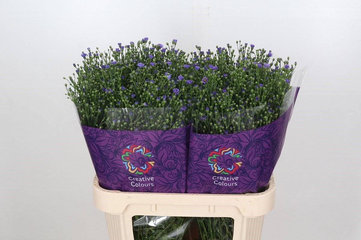 Aster Casamare 80cm 40gram
