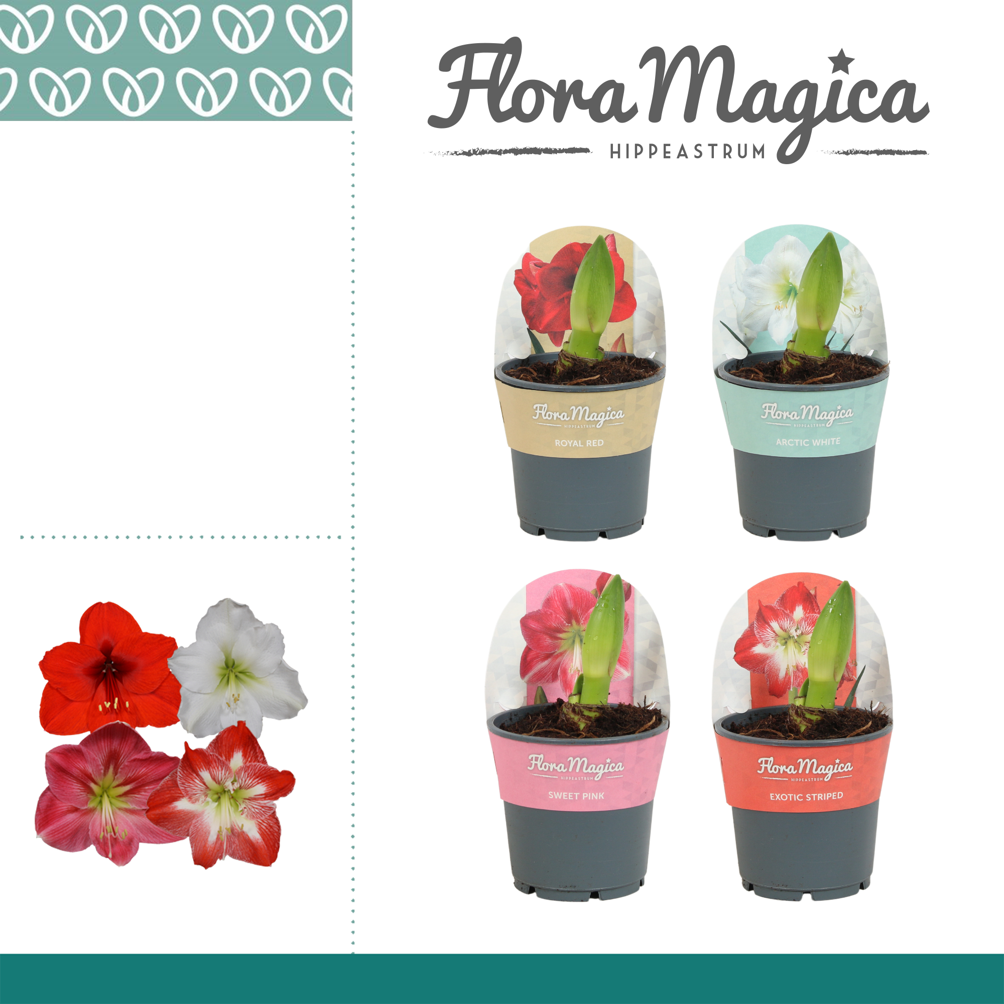 Picture of Hippeastrum varieties 2 shoots potcover P12 25CM