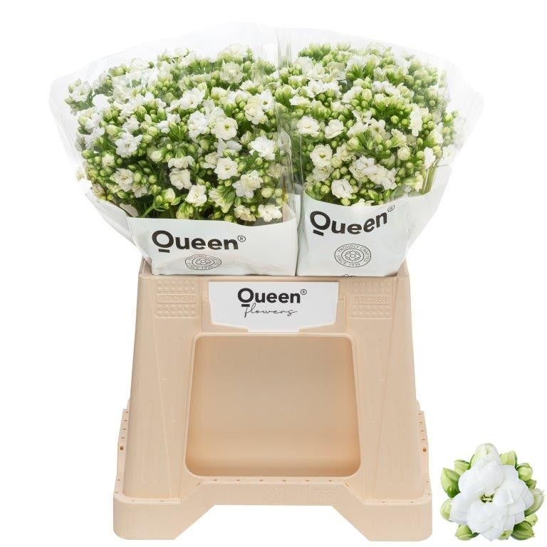 Kal Cryst Whi Meadow 40cm