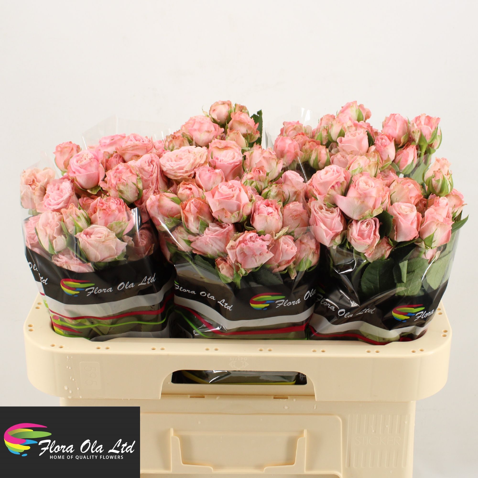 Rosa Spr Madam Bombastic 60cm
