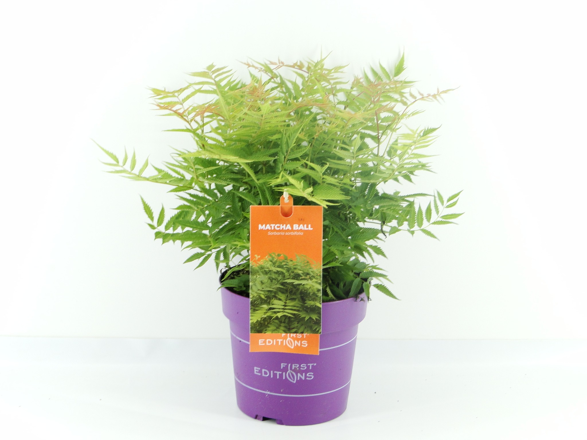 Picture of Sorbaria sorb. Matcha Ball (First Editions®)