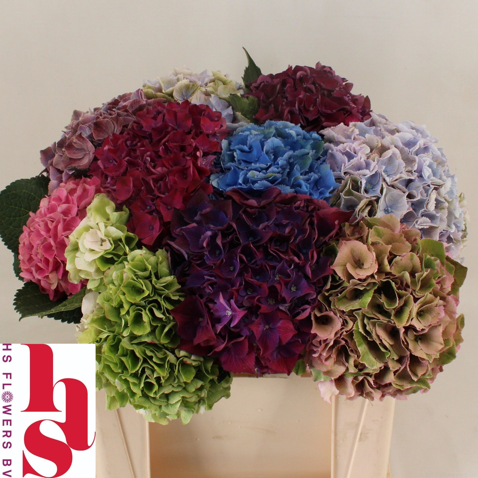 Hydrangea Mixed 50cm 18Ø