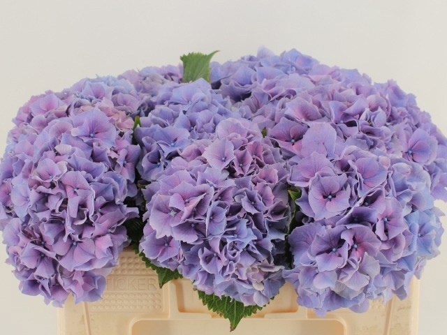 Hydr M Cassanova