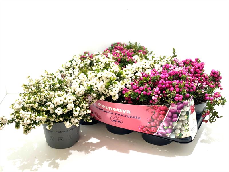 Picture of Gaultheria mucronata in varieties P17 (2 Ltr)