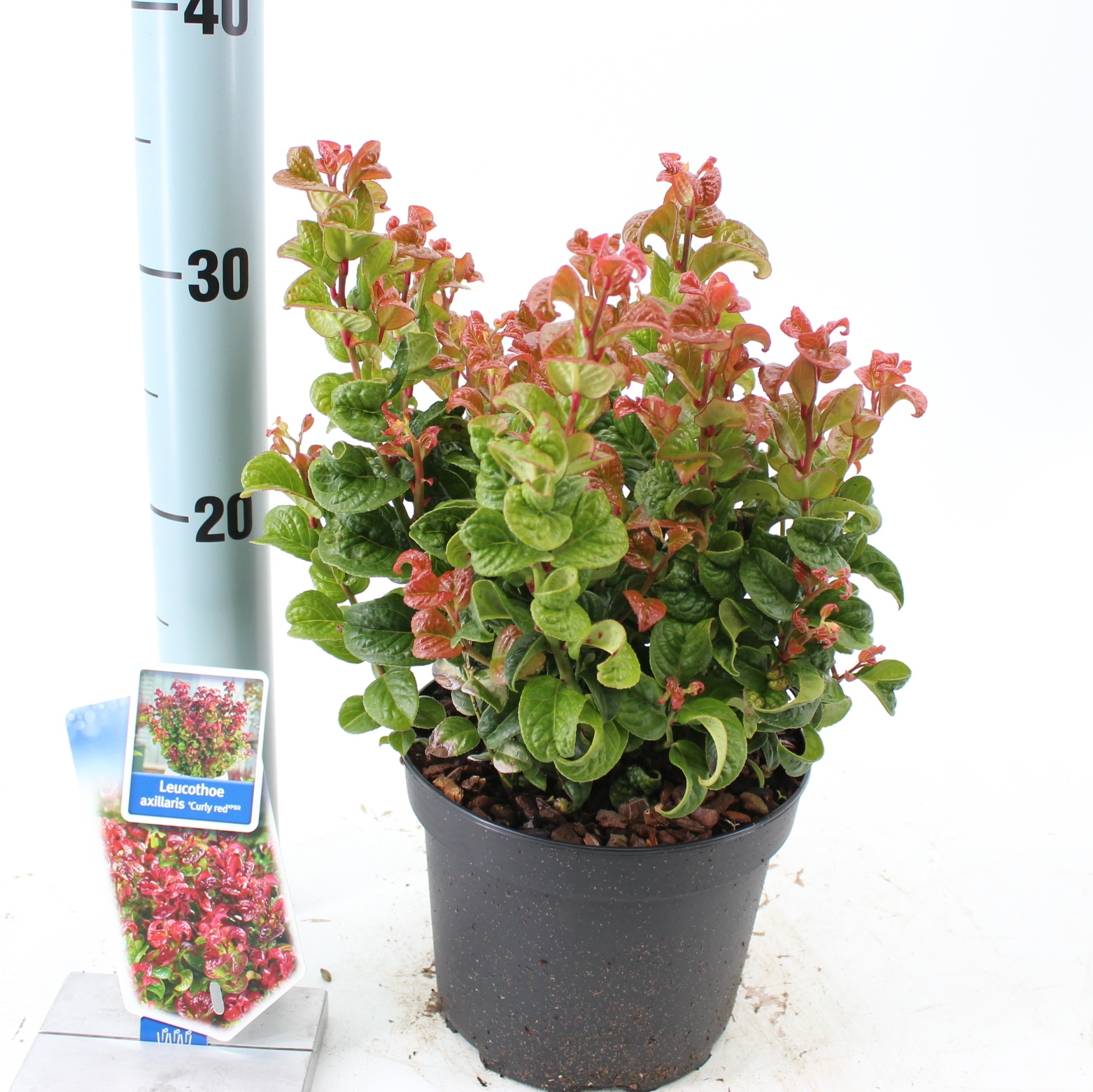 Picture of Leucothoe axillaris ‘Curly Red’ PBR