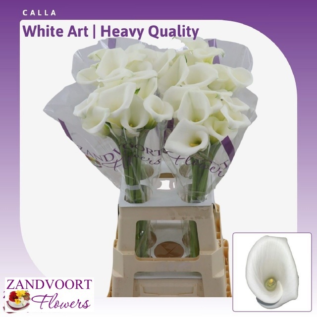 Zant White Art
