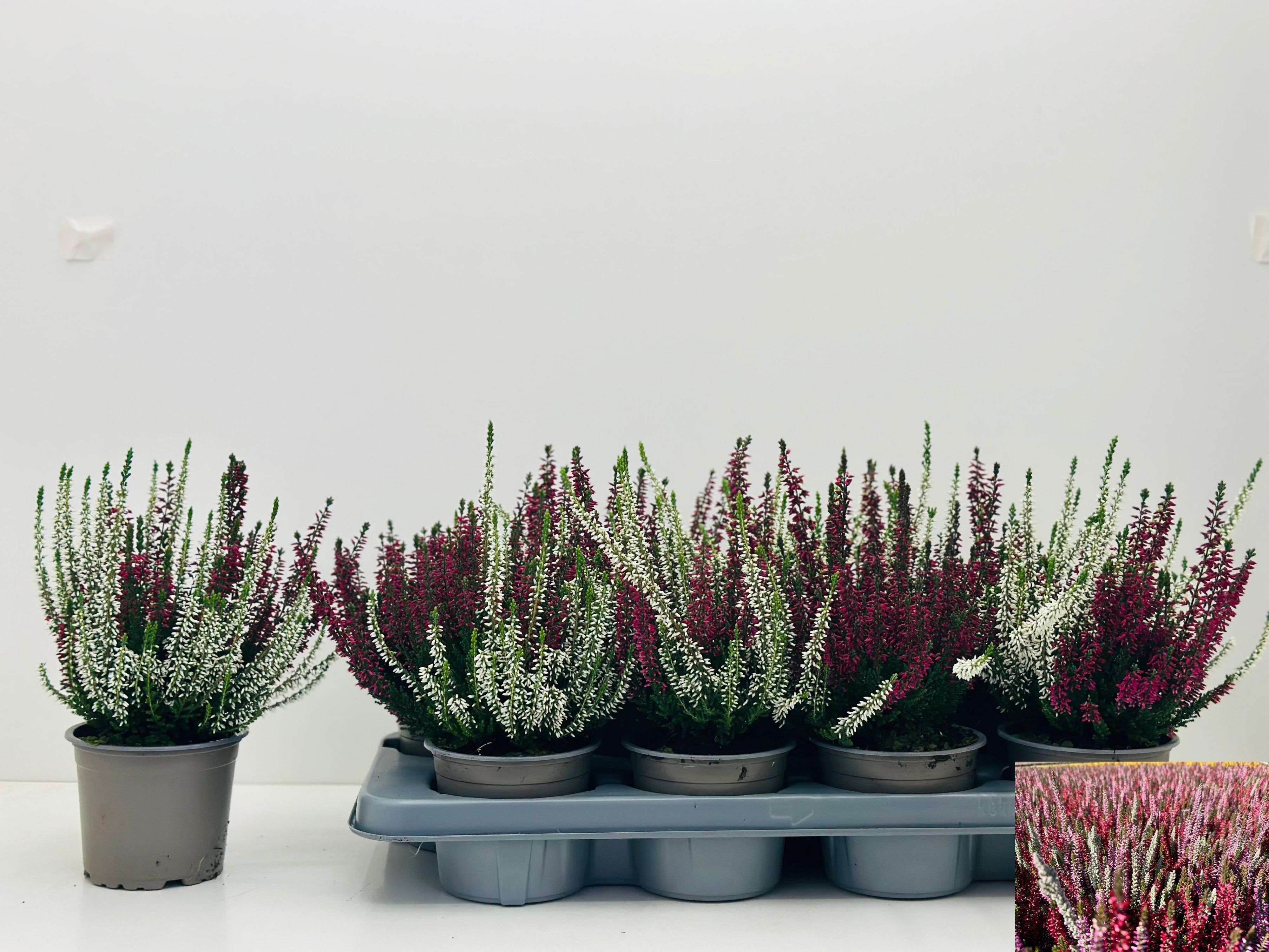 Calluna vulgaris Garden Girls Twin Girls - Struikhei