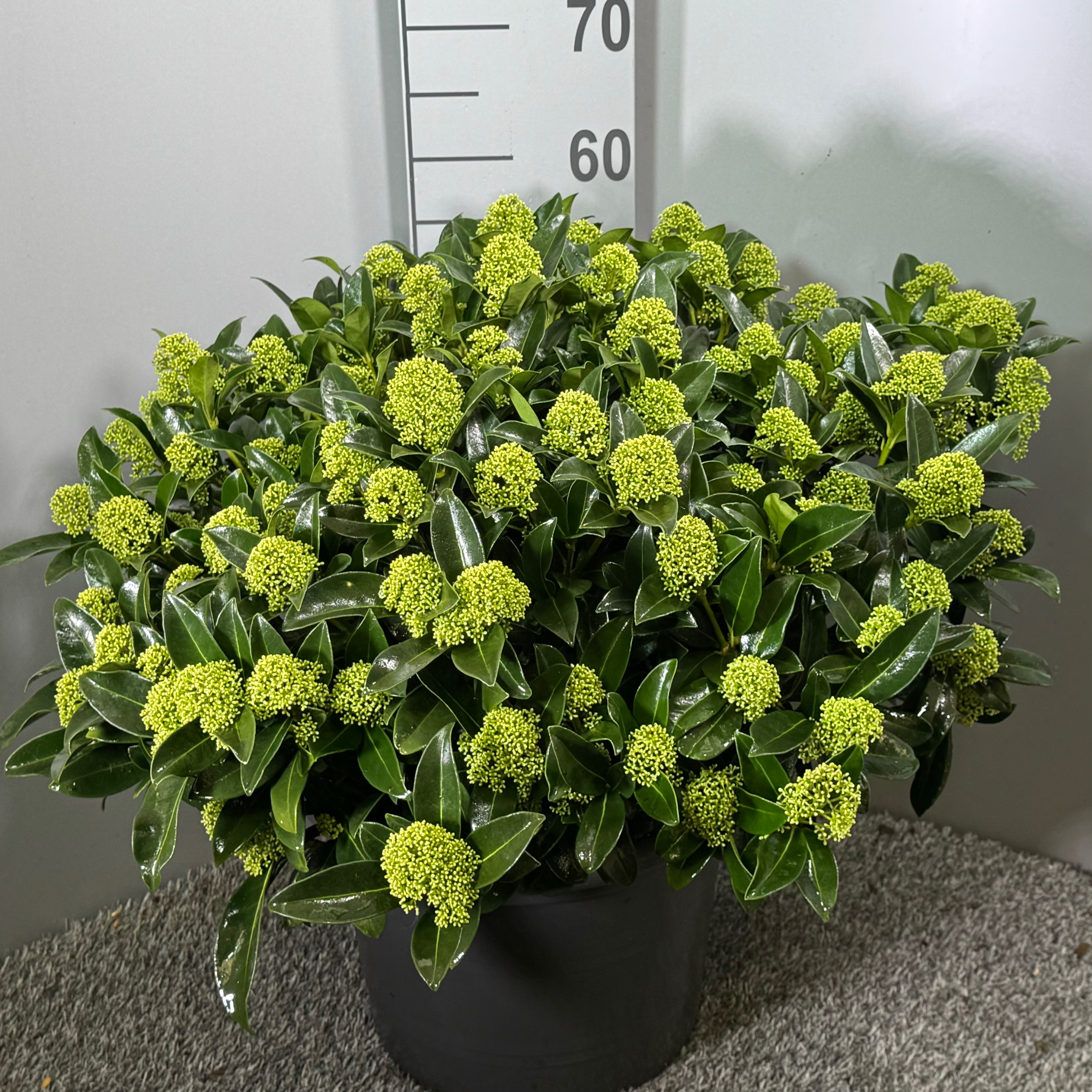 Picture of Skimmia japonica White Globe P32 (15 Ltr) (LOOSE)