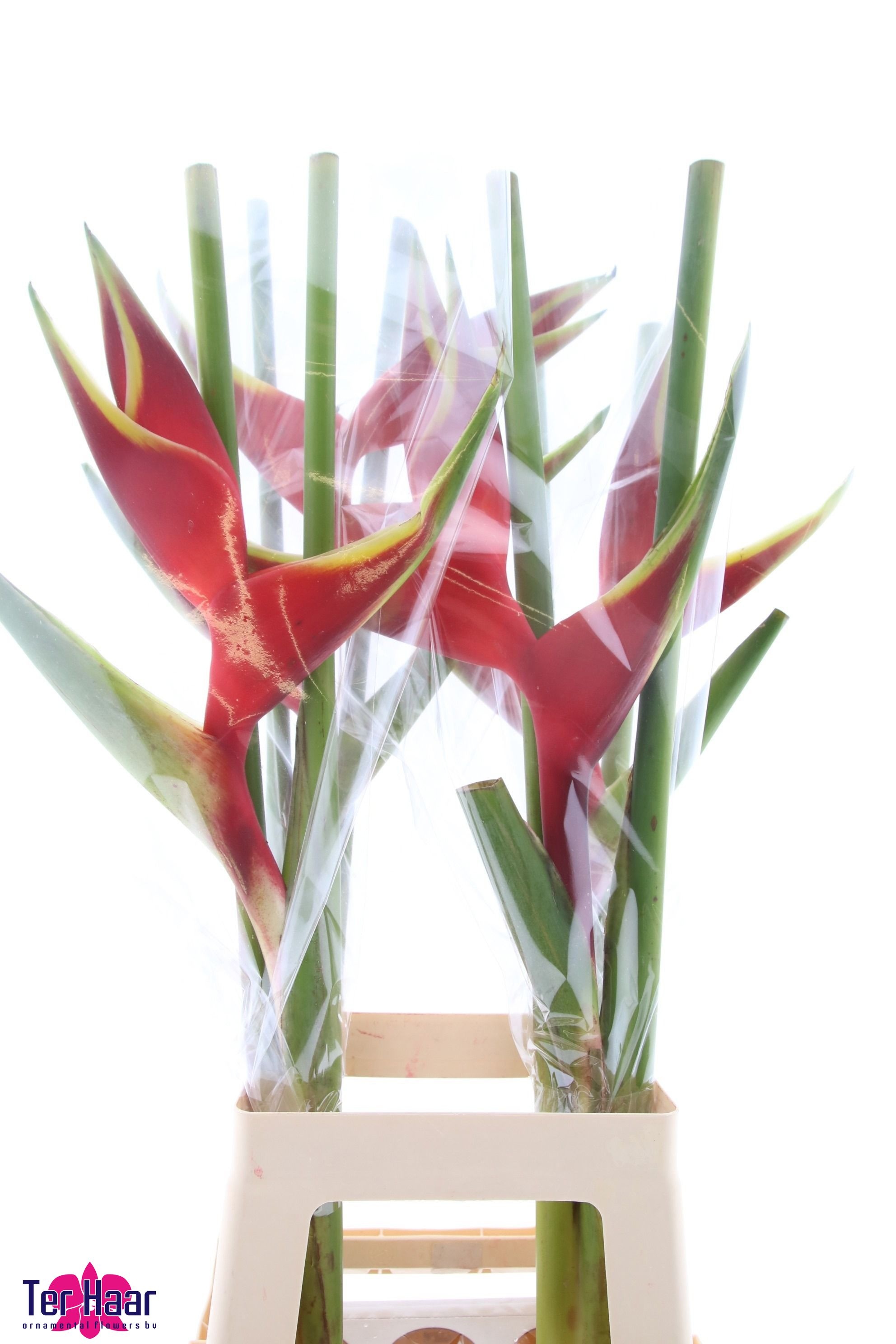 Heliconia Bq 3 90cm