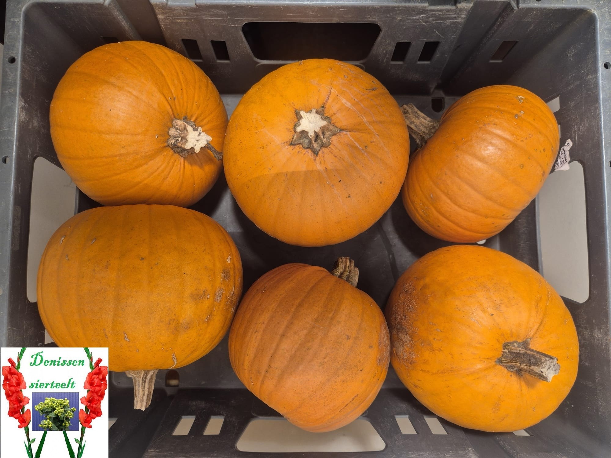 Cuc Maxima Halloween